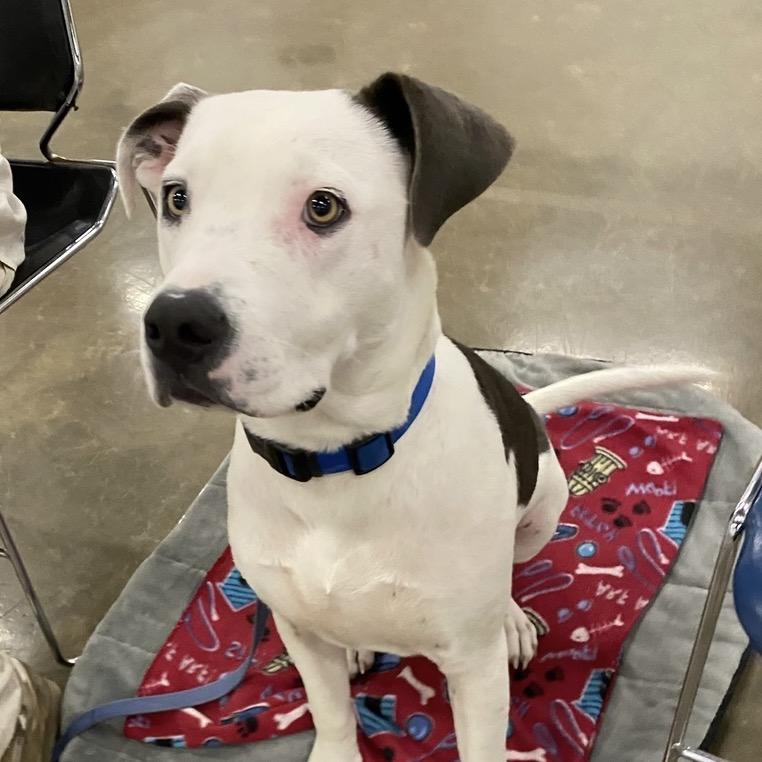 Ralphy, a Adoptable mixed breed in Little Rock, AR image 2/5