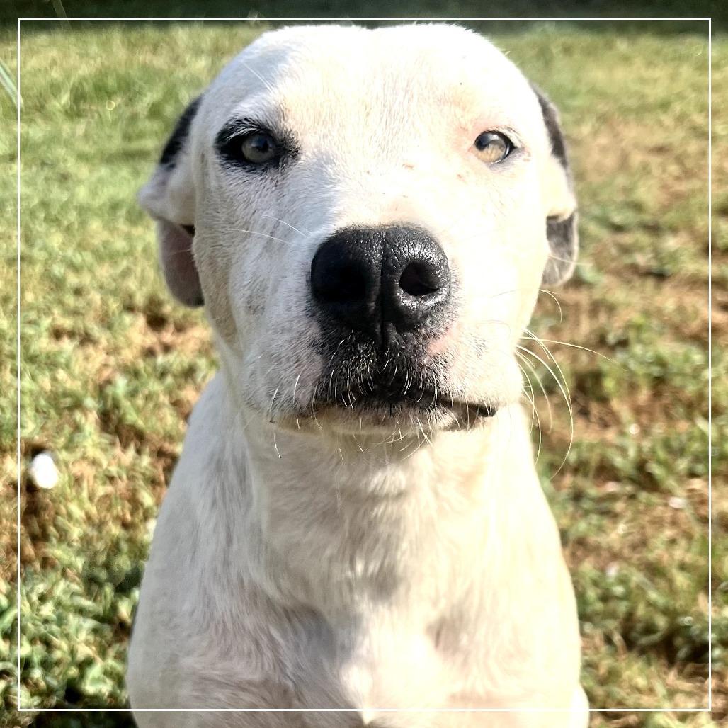 Ralphy, a Adoptable mixed breed in Little Rock, AR image 3/5