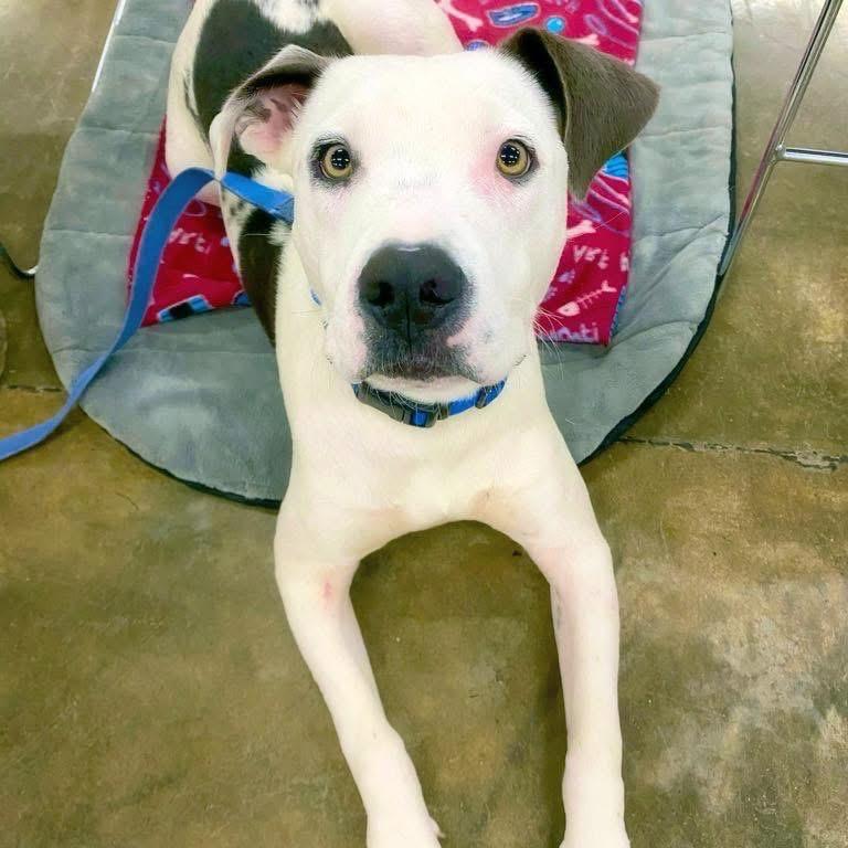 Ralphy, a Adoptable mixed breed in Little Rock, AR image 4/5