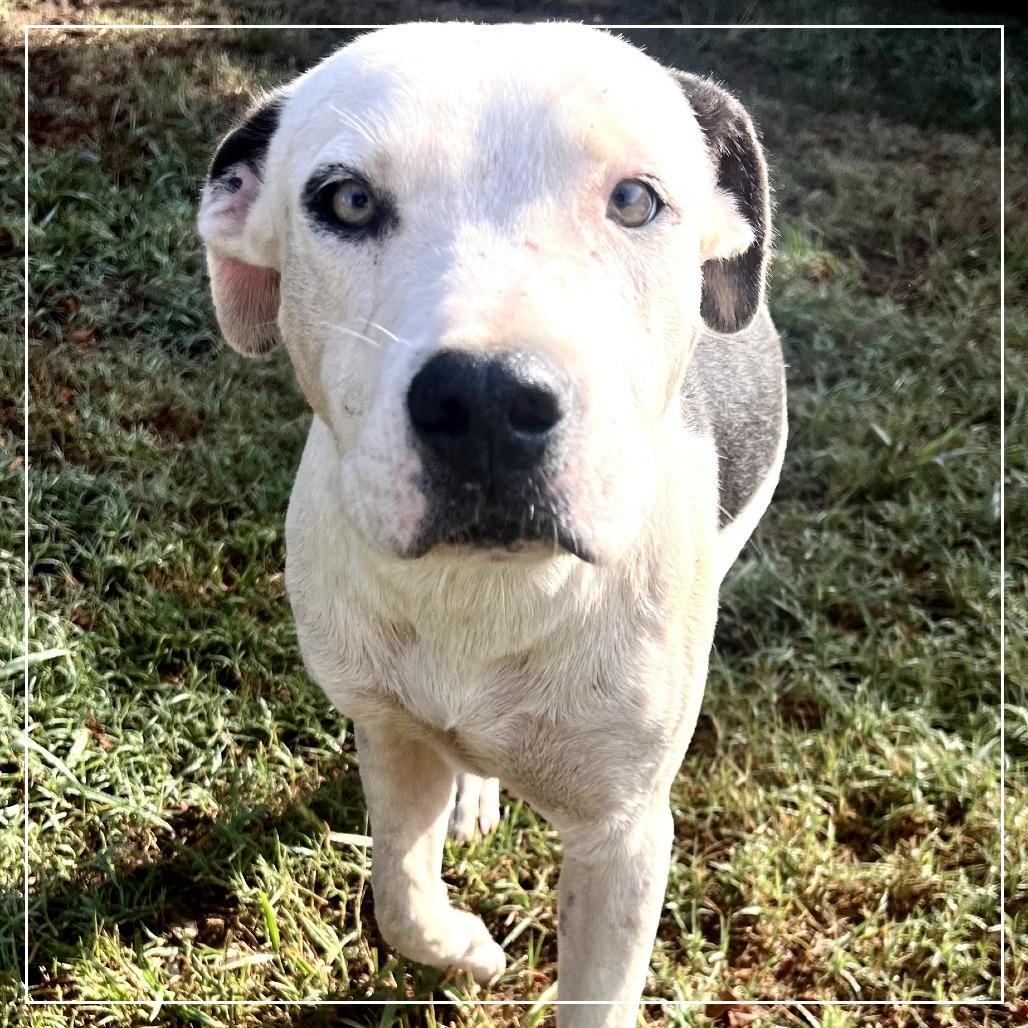 Ralphy, a Adoptable mixed breed in Little Rock, AR image 5/5