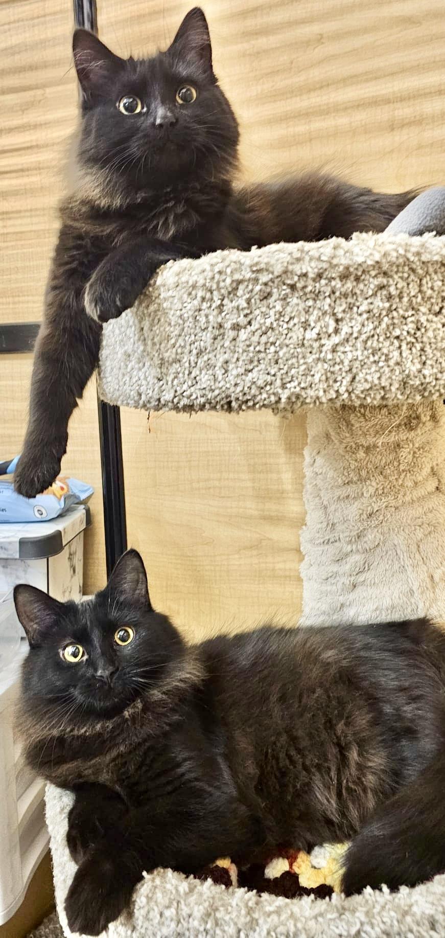 Claire, a Adoptable Domestic Short Hair in Brampton, ON image 6/6