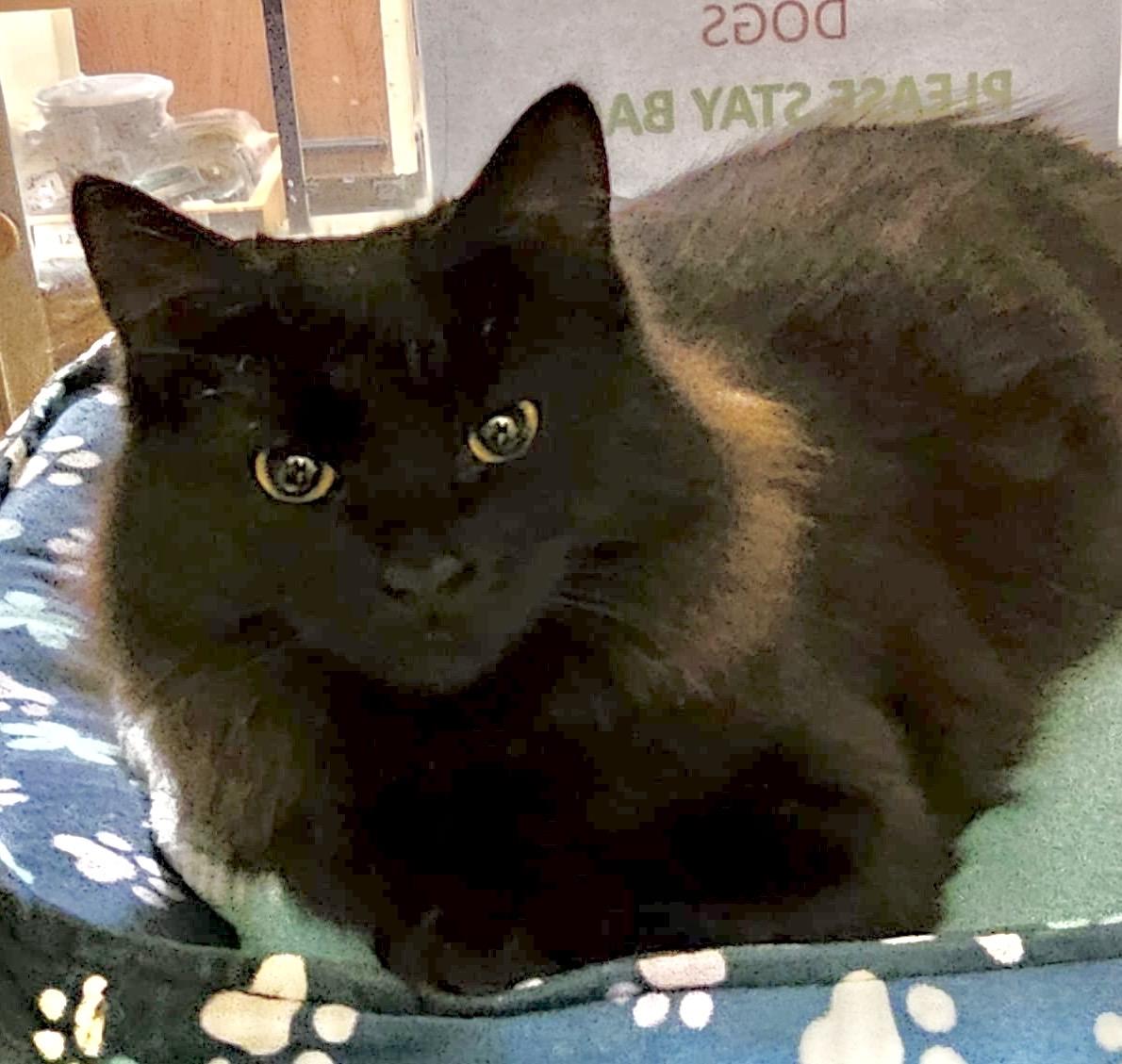 Claire, a Adoptable Domestic Short Hair in Brampton, ON image 3/6