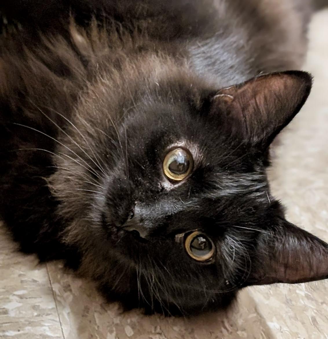 Claire, a Adoptable Domestic Short Hair in Brampton, ON image 1/6