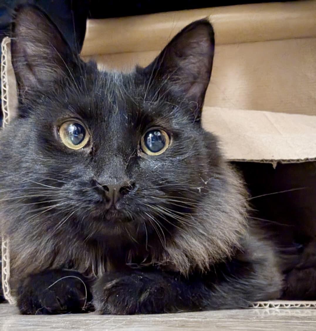 Claire, a Adoptable Domestic Short Hair in Brampton, ON image 2/6