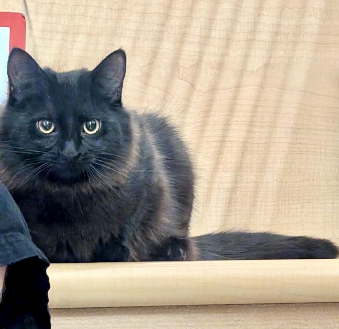 Claire, a Adoptable Domestic Short Hair in Brampton, ON image 4/6