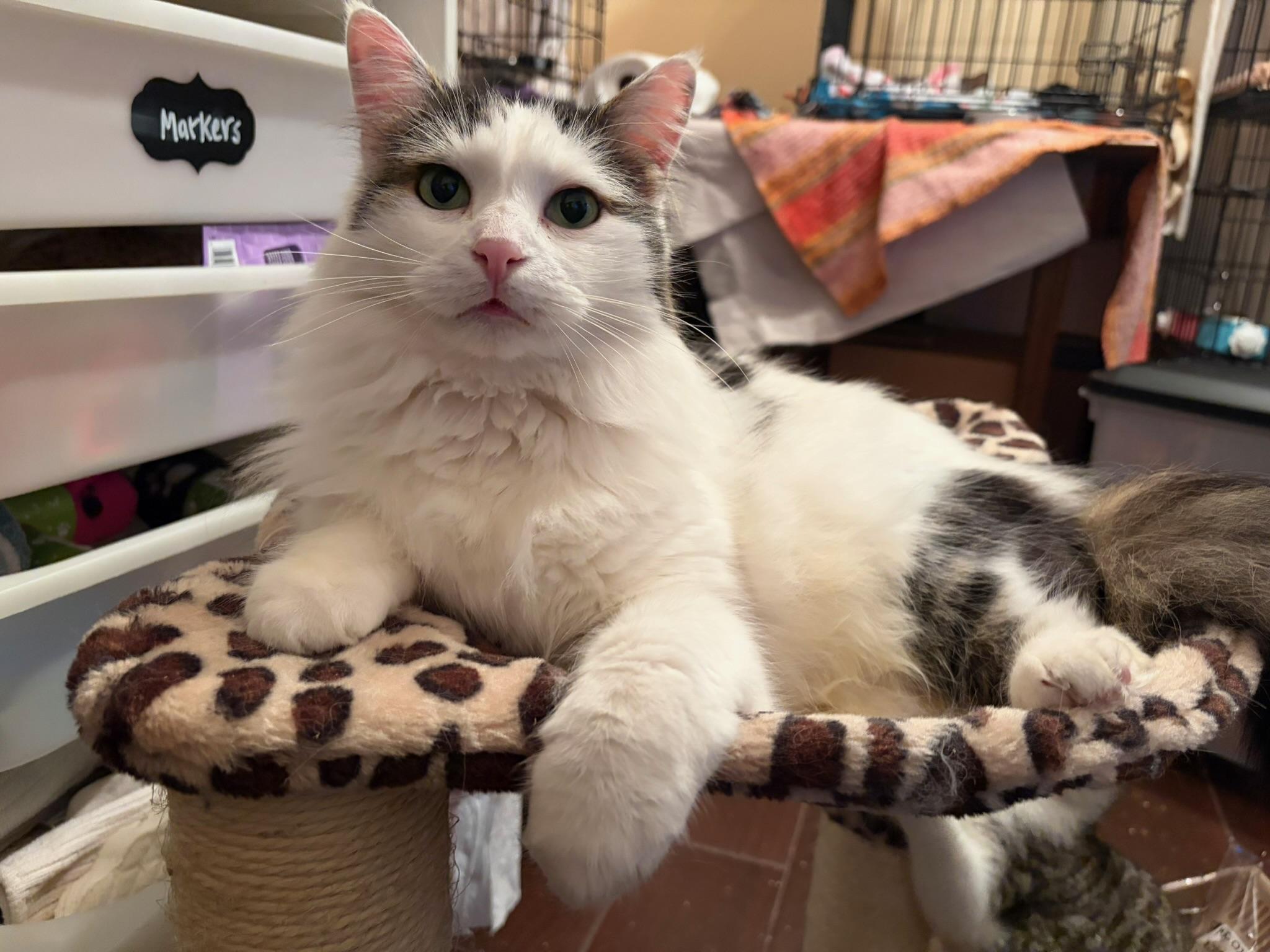 Enlarge Possum, an adopted Domestic Long Hair in Vallejo, CA image 3/5