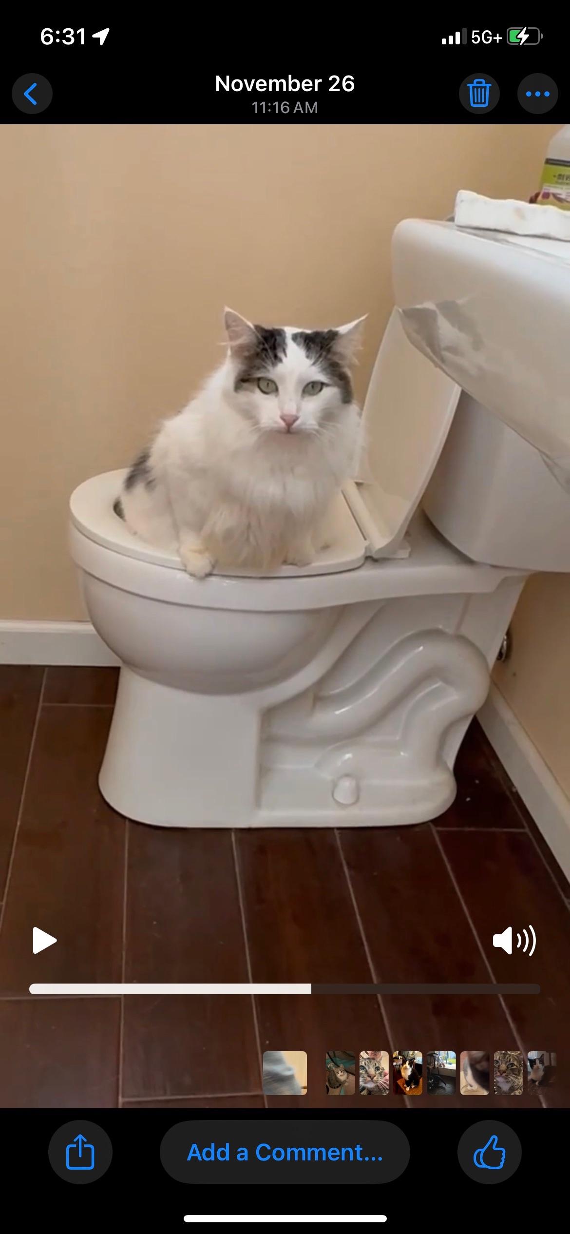 Enlarge Possum, an adopted Domestic Long Hair in Vallejo, CA image 4/5