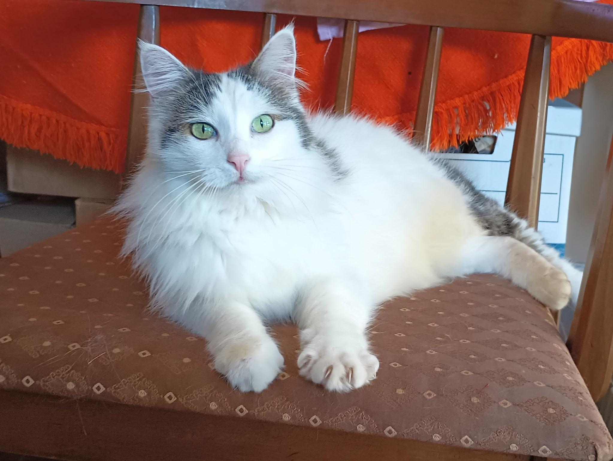 Possum, adopted, Senior Male Domestic Long Hair.