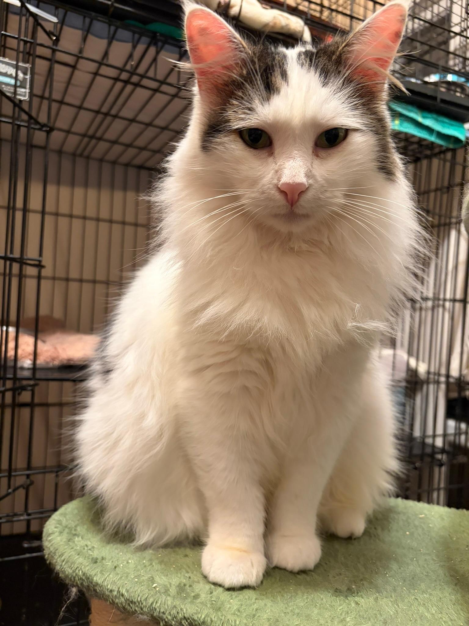 Enlarge Possum, an adopted Domestic Long Hair in Vallejo, CA image 2/5