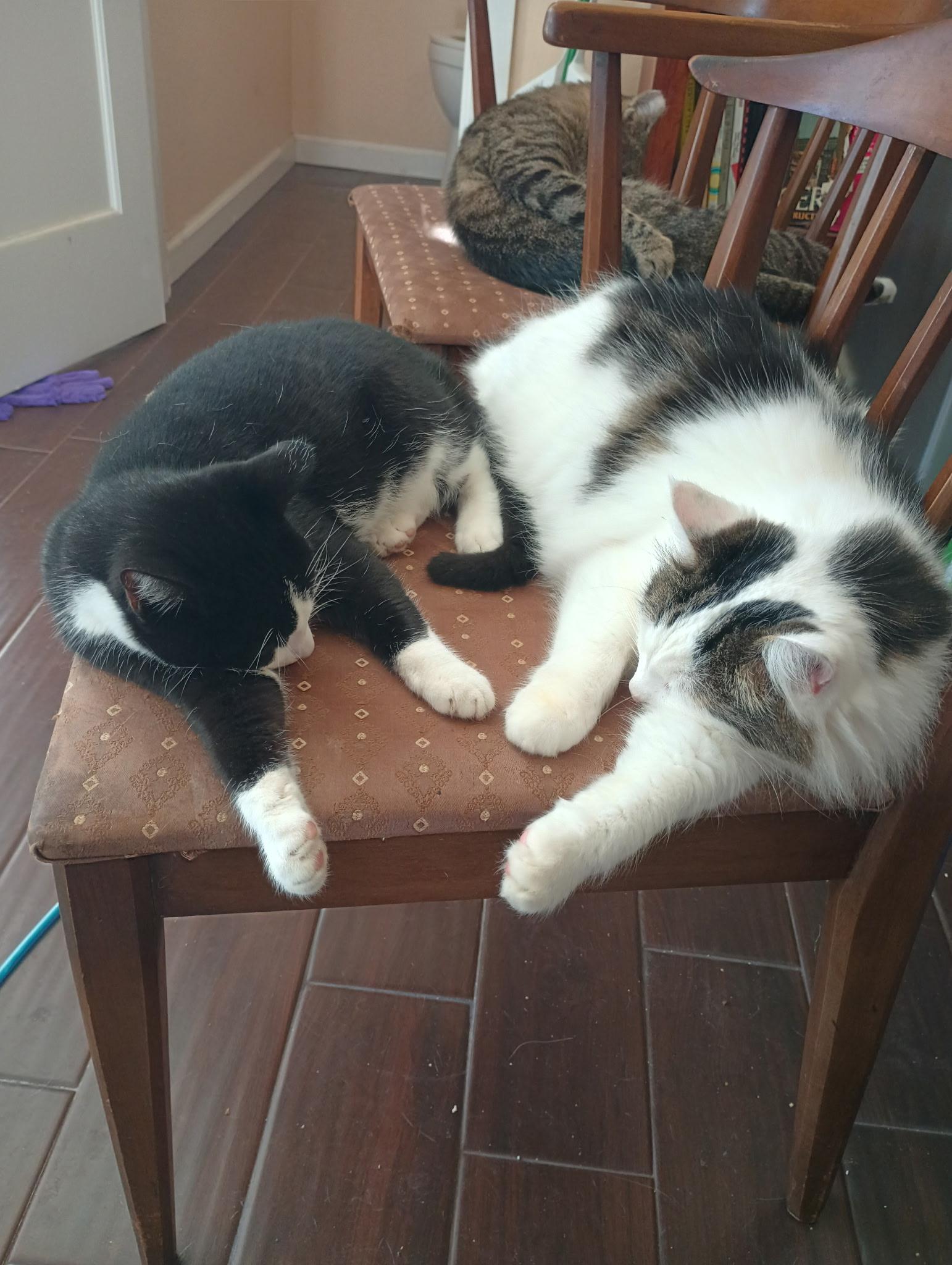 Enlarge Possum, an adopted Domestic Long Hair in Vallejo, CA image 5/5