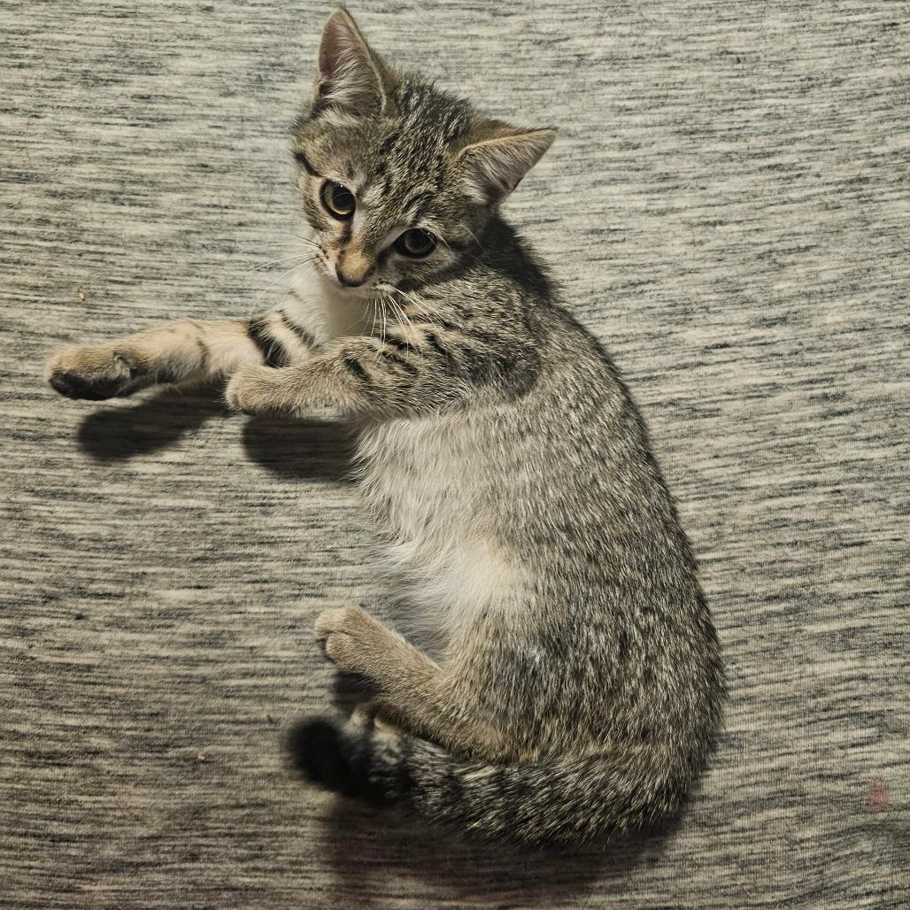 Enlarge Hufflepuff, a Adoptable Domestic Short Hair in Hedgesville, WV image 1/1