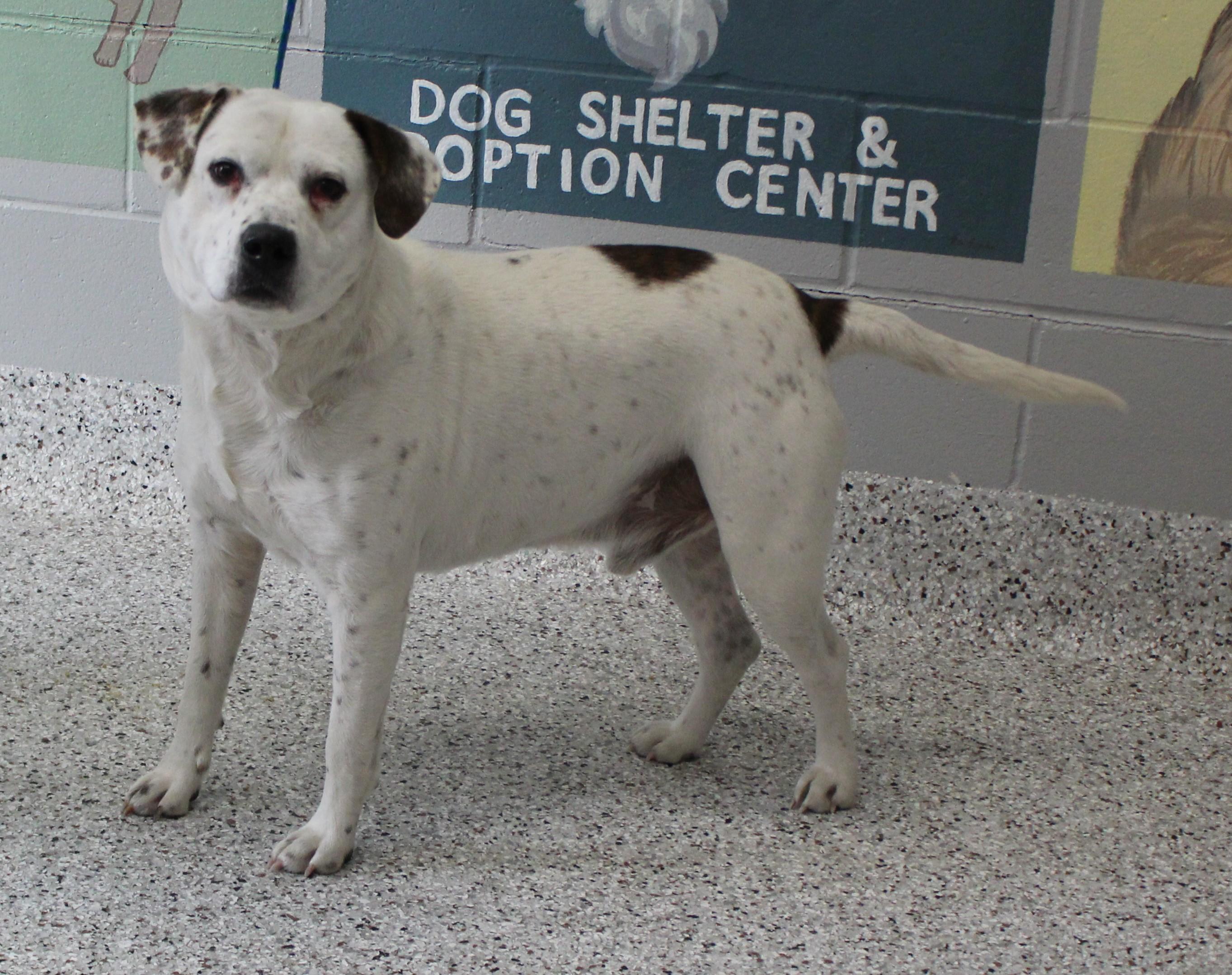 Enlarge Tripp (9700), a ADOPTABLE mixed breed in Heath, OH image 1/2