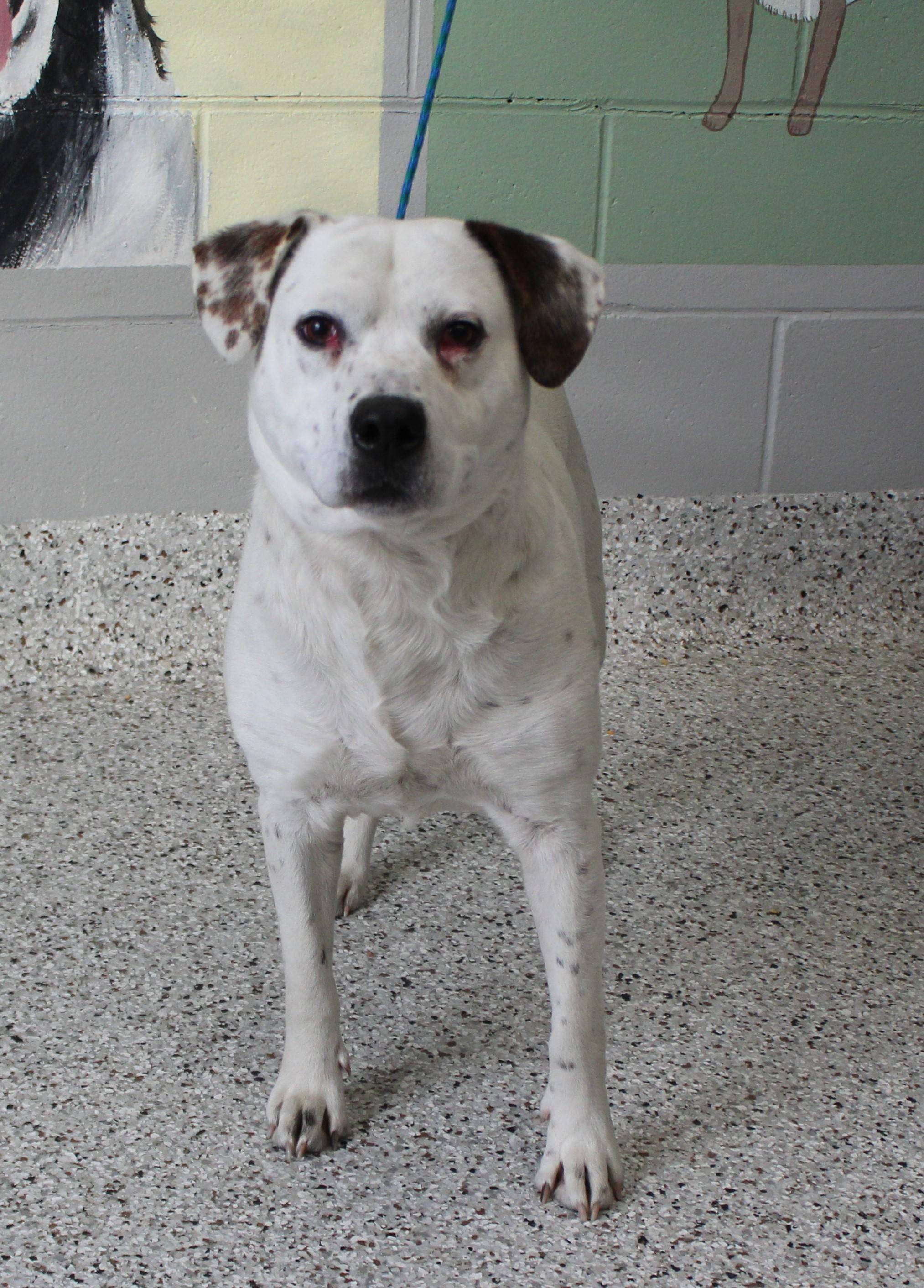 Enlarge Tripp (9700), a ADOPTABLE mixed breed in Heath, OH image 2/2