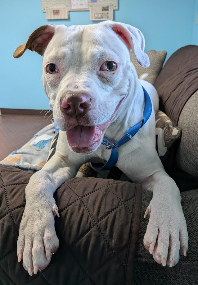 Loona , ADOPTABLE, Adult Female Pit Bull Terrier.