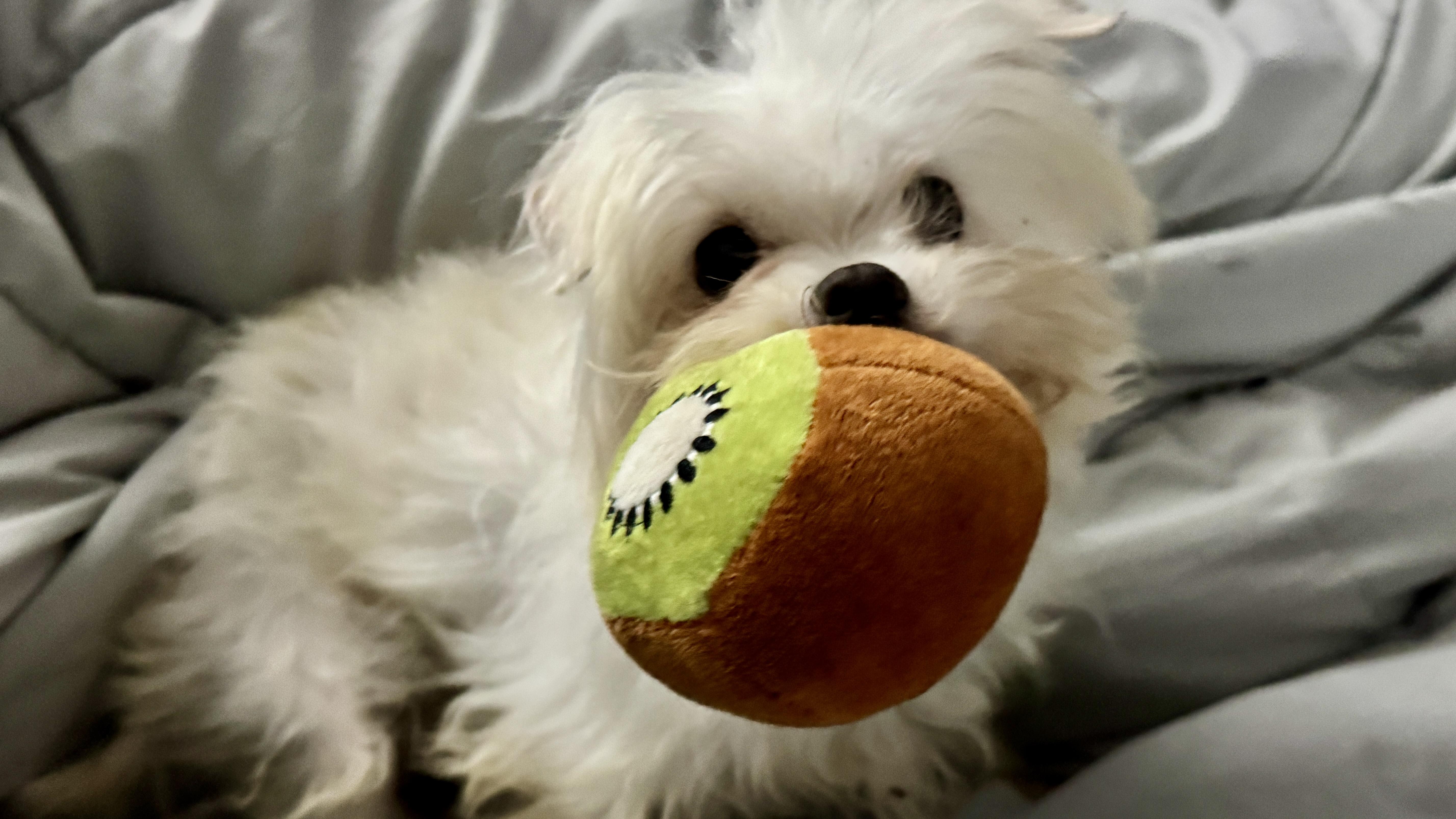 Drake, ADOPTABLE, Adult Male Maltese & Shih Tzu.