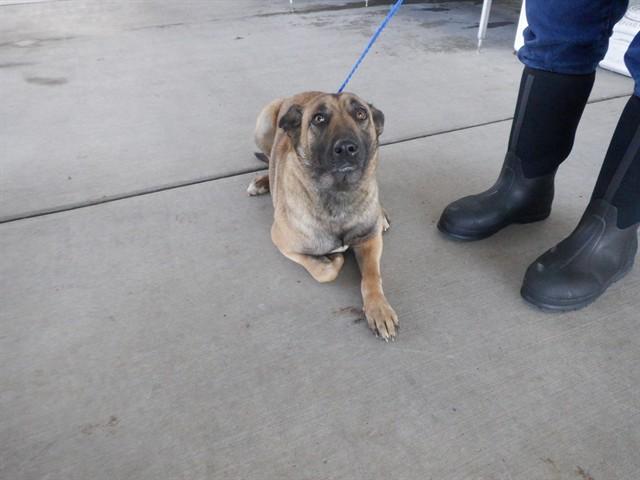 Enlarge FAITH, a Adoptable mixed breed in Oroville, CA image 1/1