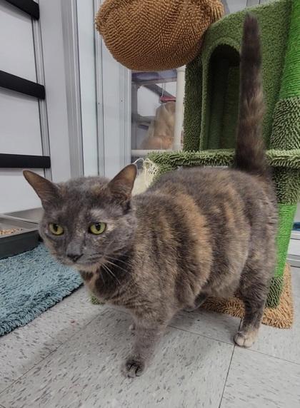 Mittens, Adoptable, Senior Female Domestic Short Hair & Domestic Short Hair.