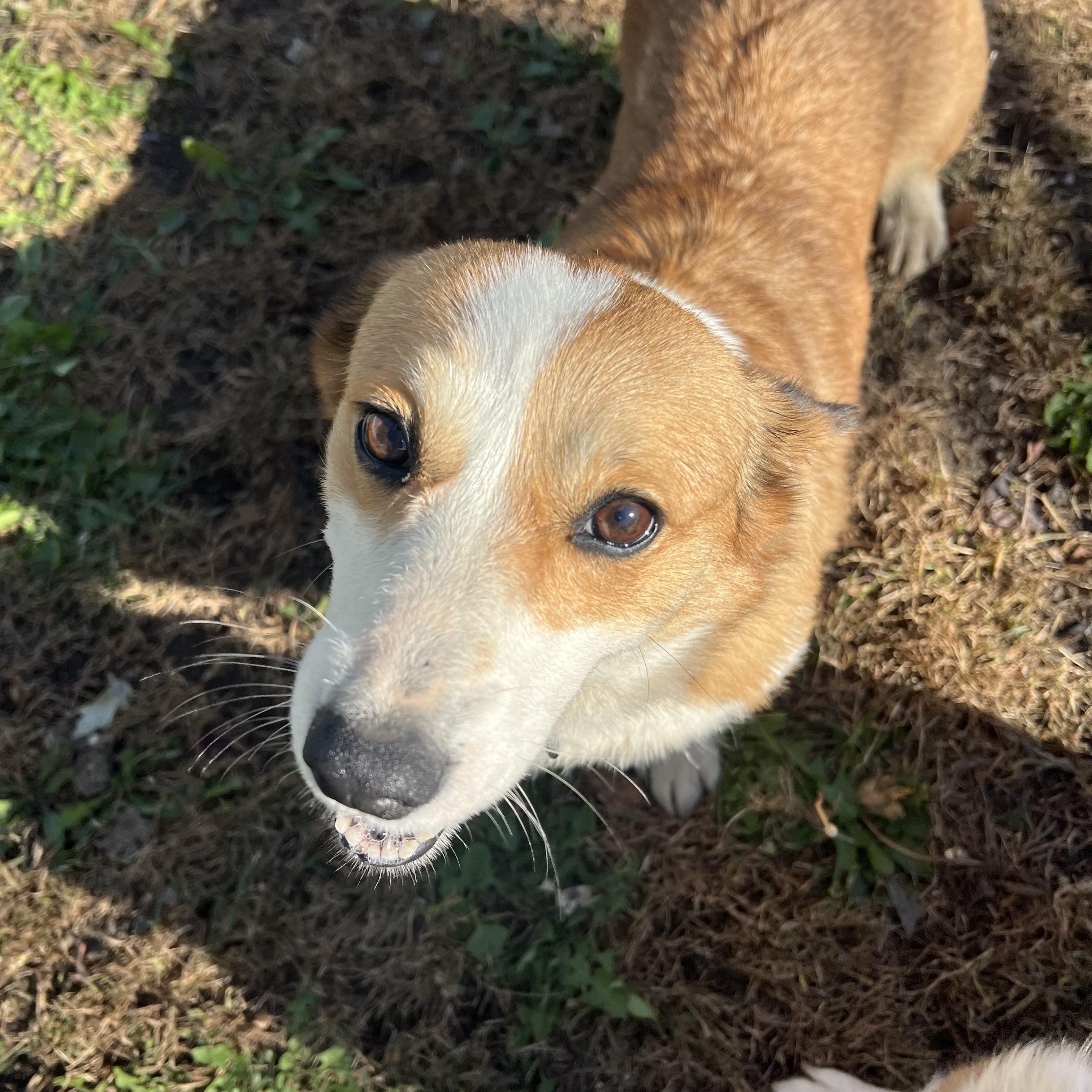 Enlarge Lacey, a Adoption Pending Pembroke Welsh Corgi in Fairmont, MN image 6/6
