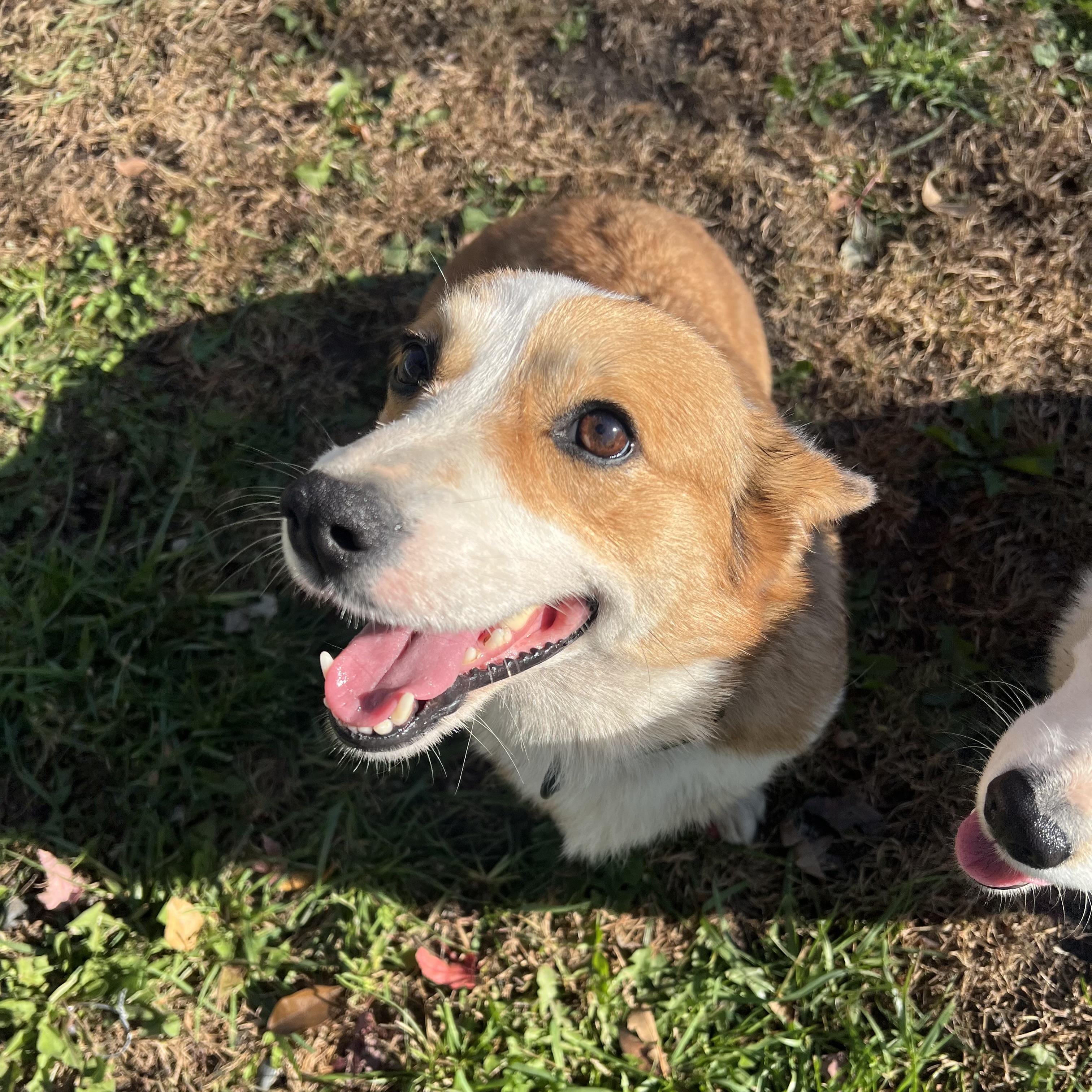 Enlarge Lacey, a Adoption Pending Pembroke Welsh Corgi in Fairmont, MN image 5/6