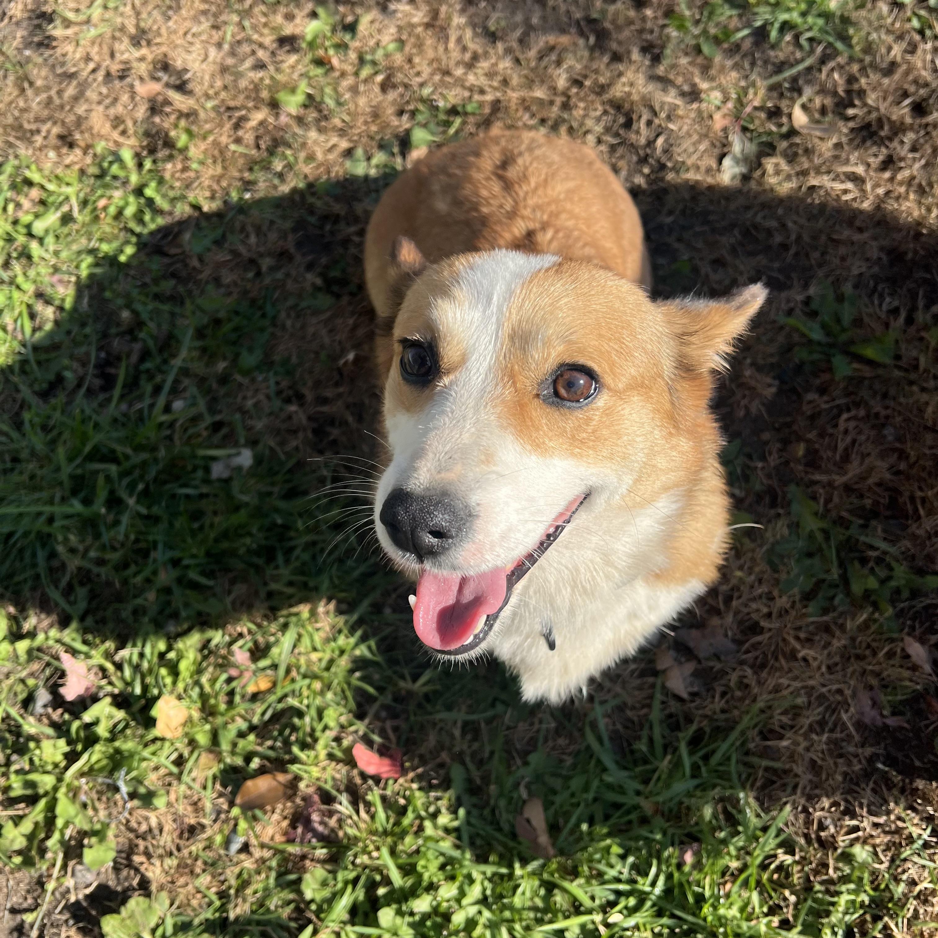 Enlarge Lacey, a Adoption Pending Pembroke Welsh Corgi in Fairmont, MN image 2/6