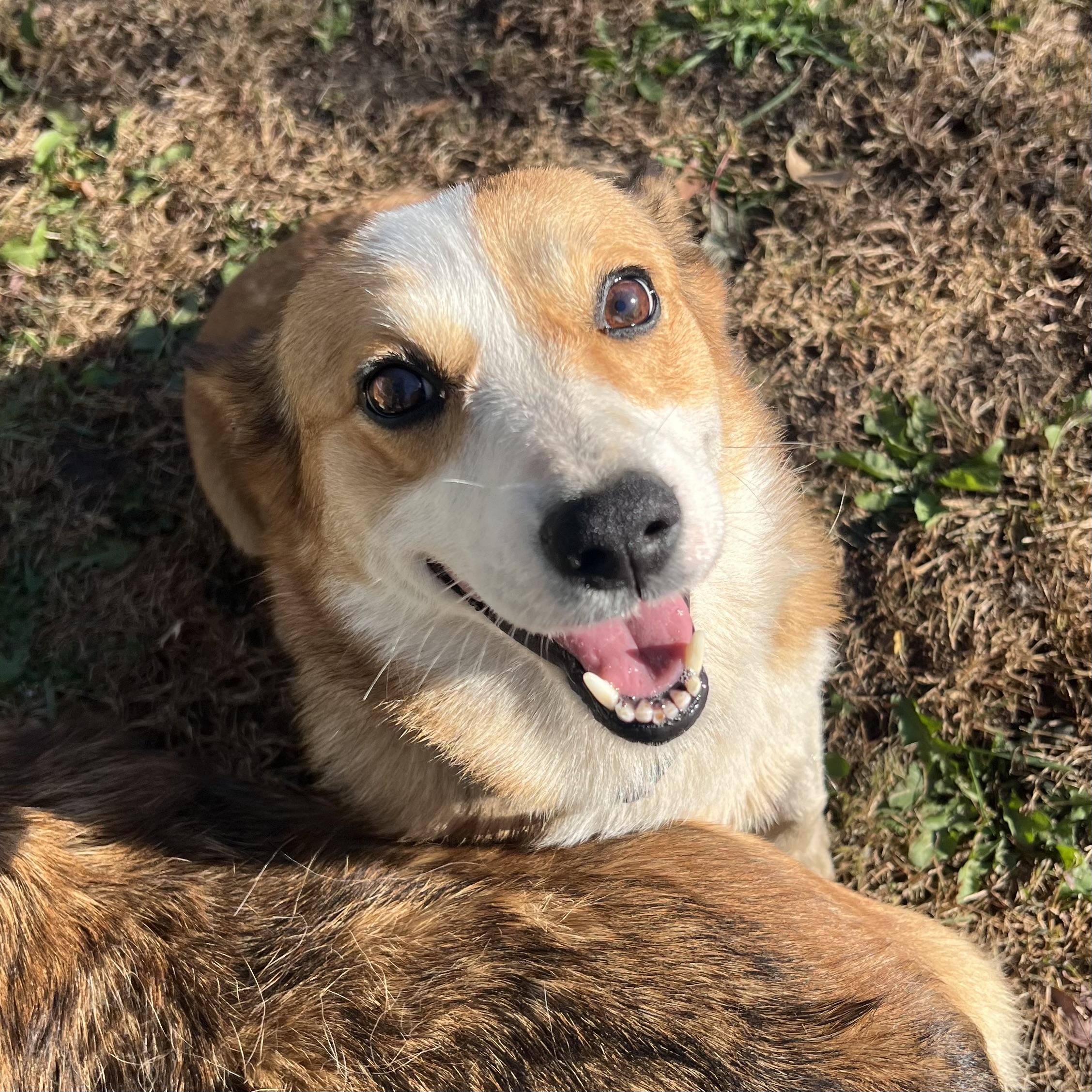 Enlarge Lacey, a Adoption Pending Pembroke Welsh Corgi in Fairmont, MN image 1/6