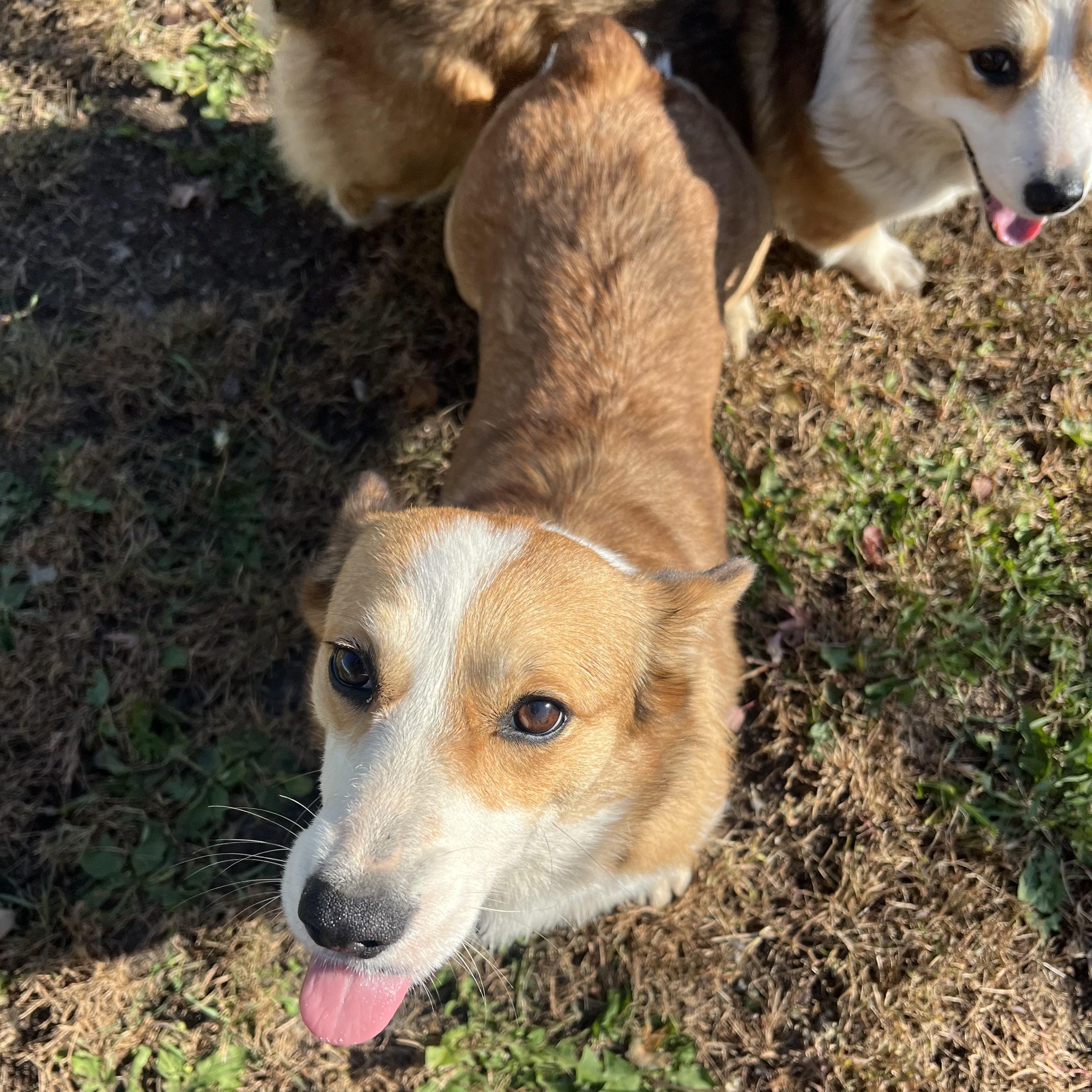 Enlarge Lacey, a Adoption Pending Pembroke Welsh Corgi in Fairmont, MN image 4/6
