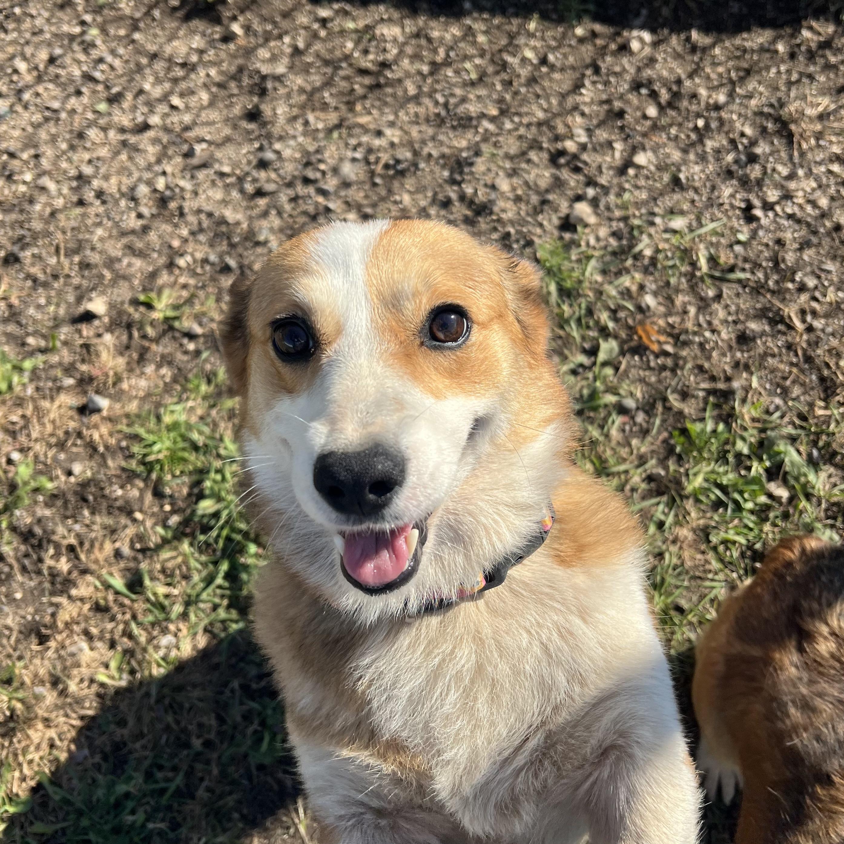 Enlarge Lacey, a Adoption Pending Pembroke Welsh Corgi in Fairmont, MN image 3/6
