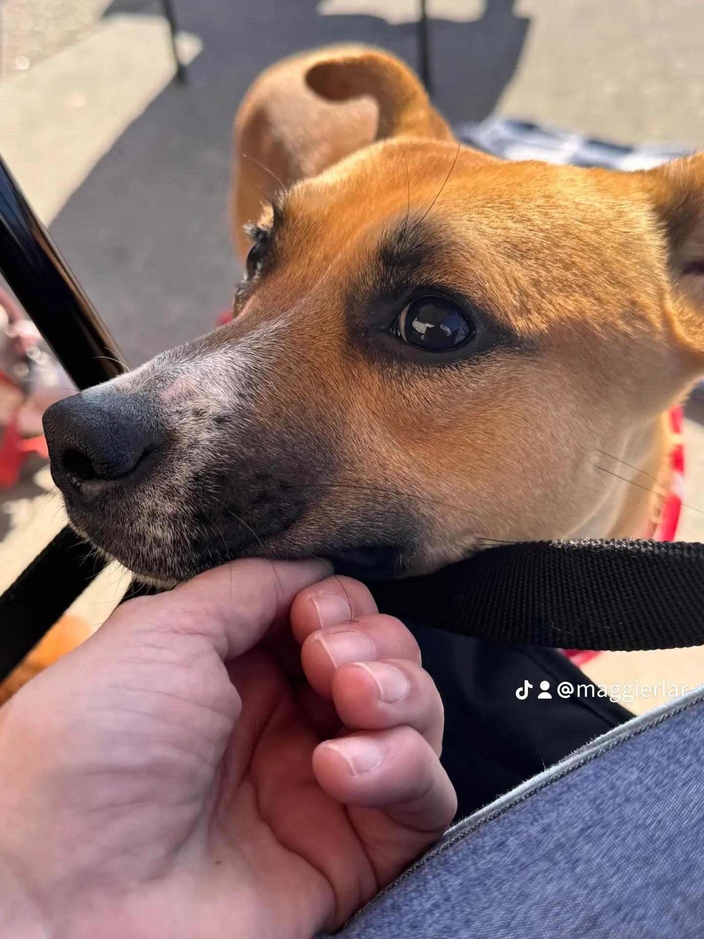 Ivy, a Adoptable mixed breed in Garner, NC image 3/3