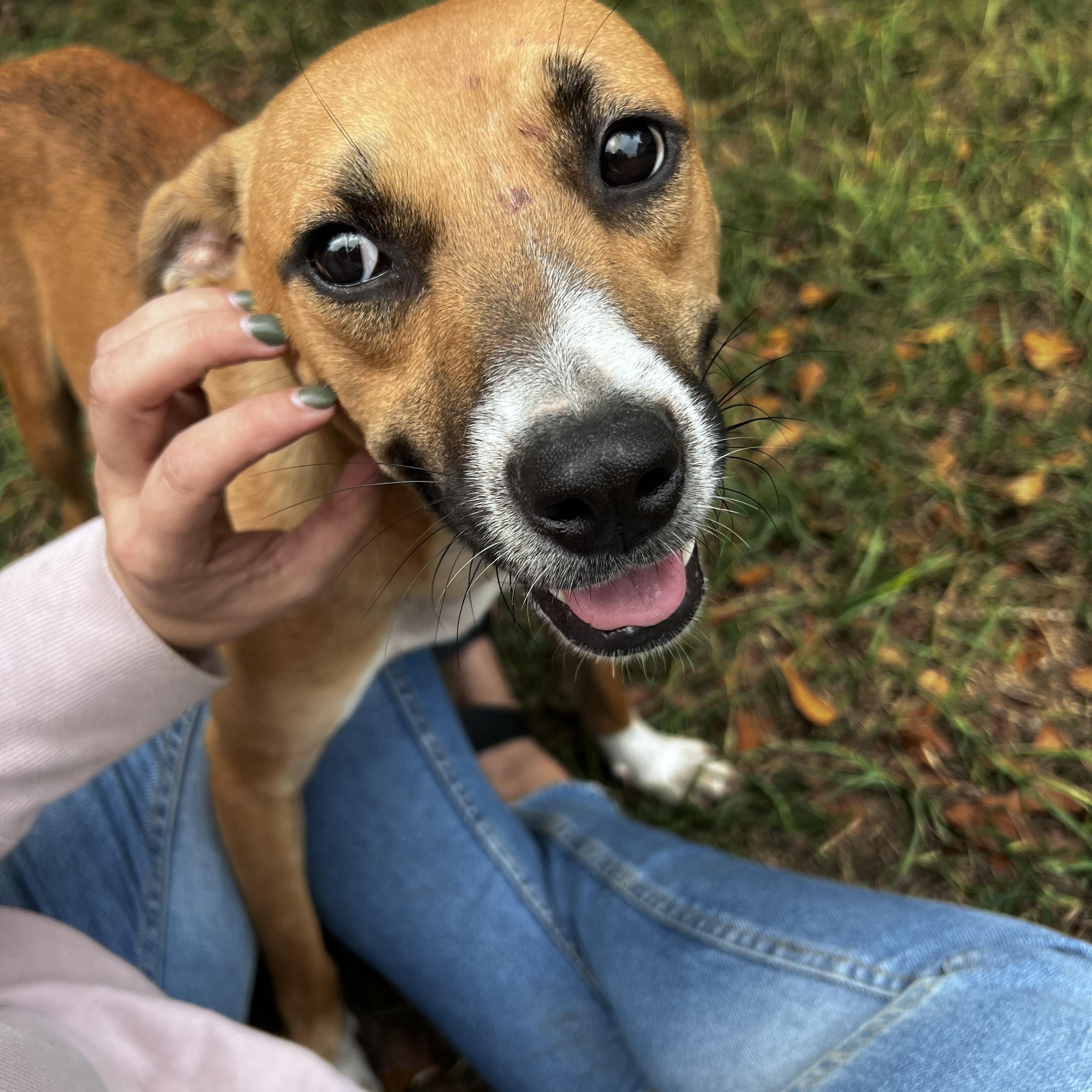 Ivy, a Adoptable mixed breed in Garner, NC image 2/3