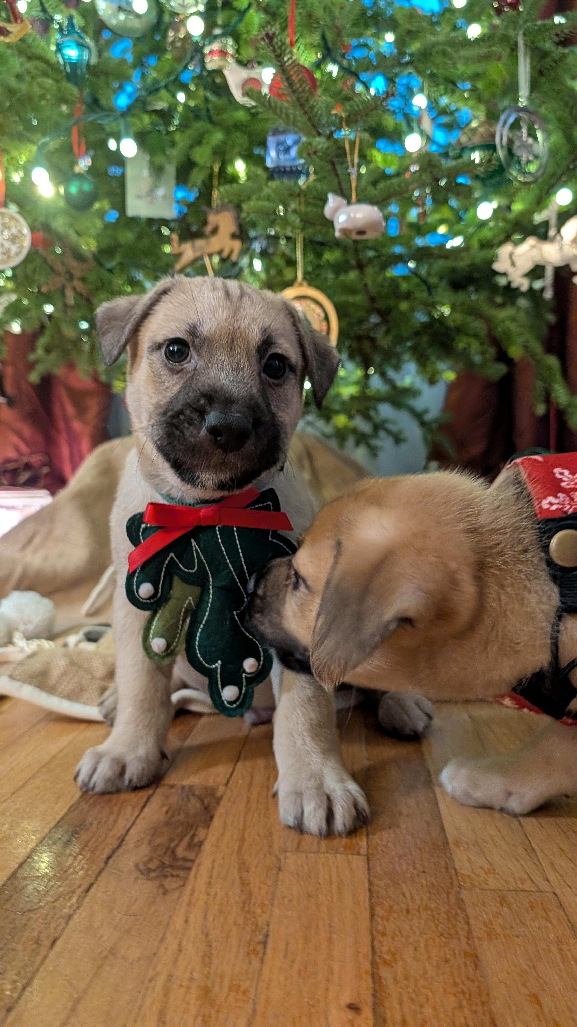 Sparky, adoptable, Puppy Male Terrier & Retriever.