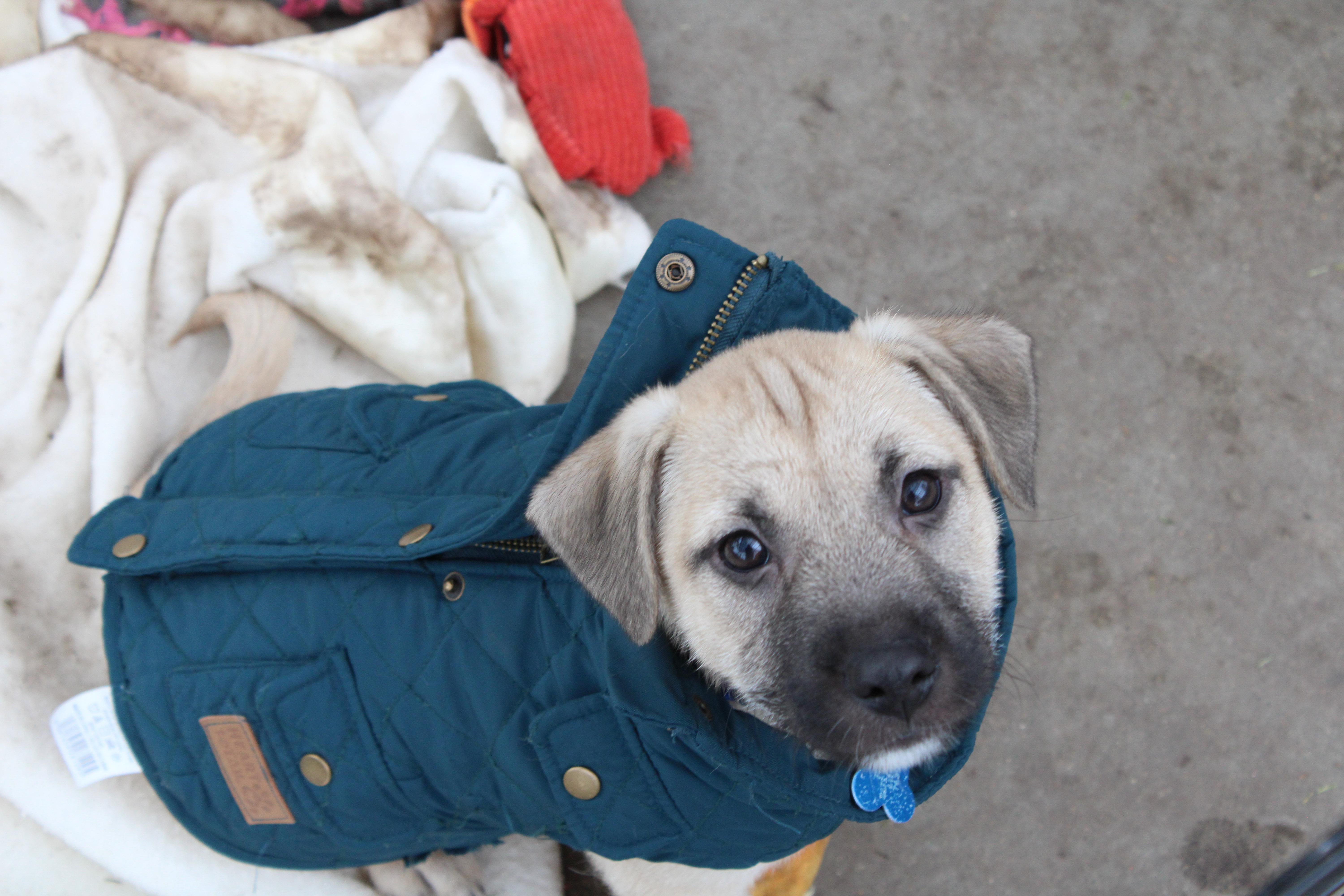 Sparky, an adoptable mixed breed in Minneapolis, MN image 4/6