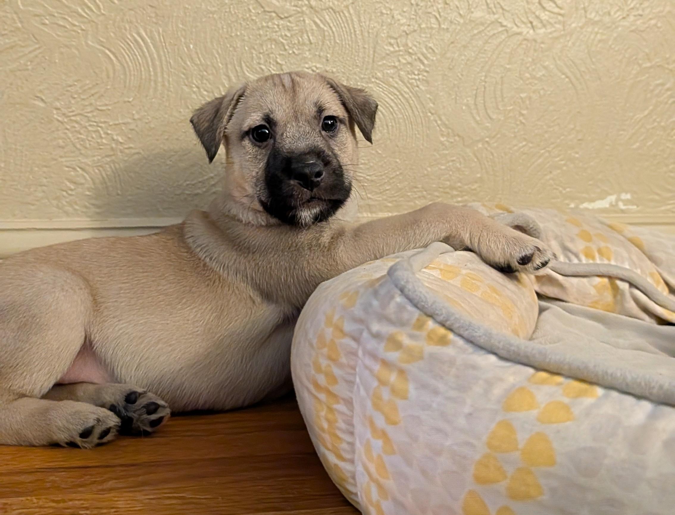 Enlarge Sparky, an adoptable mixed breed in Minneapolis, MN image 2/6