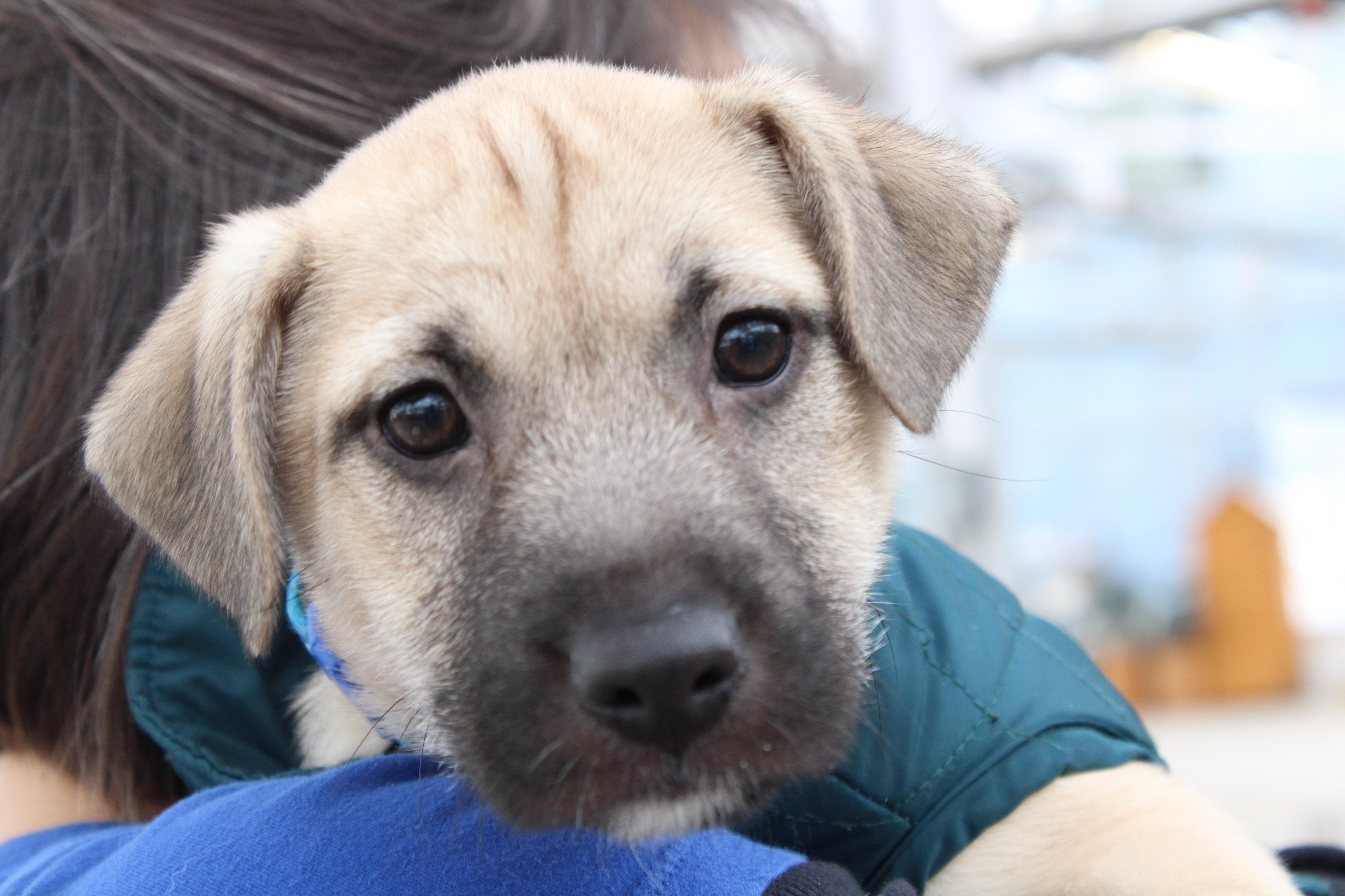 Sparky, an adoptable mixed breed in Minneapolis, MN image 5/6