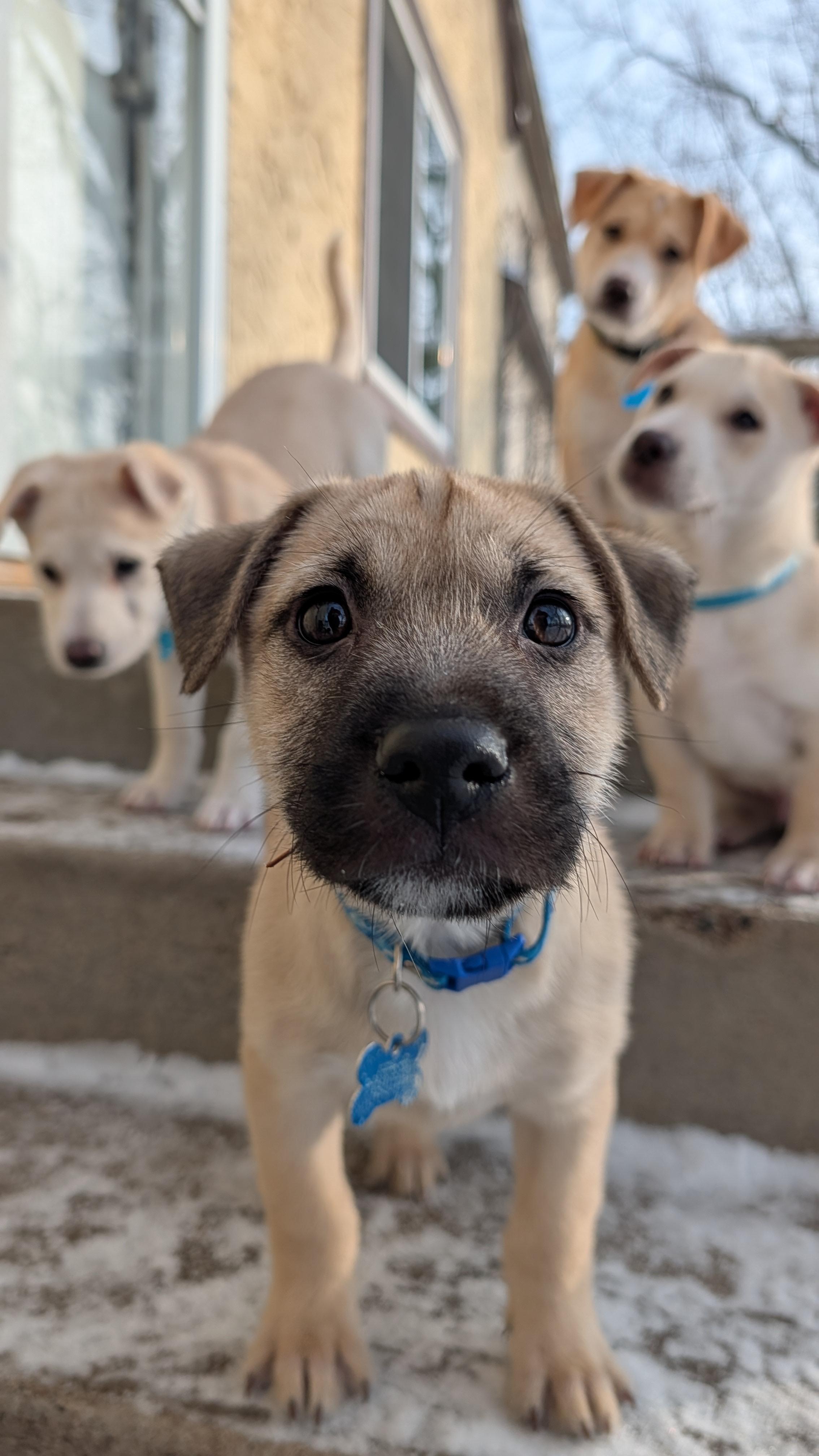 Sparky, an adoptable mixed breed in Minneapolis, MN image 2/6