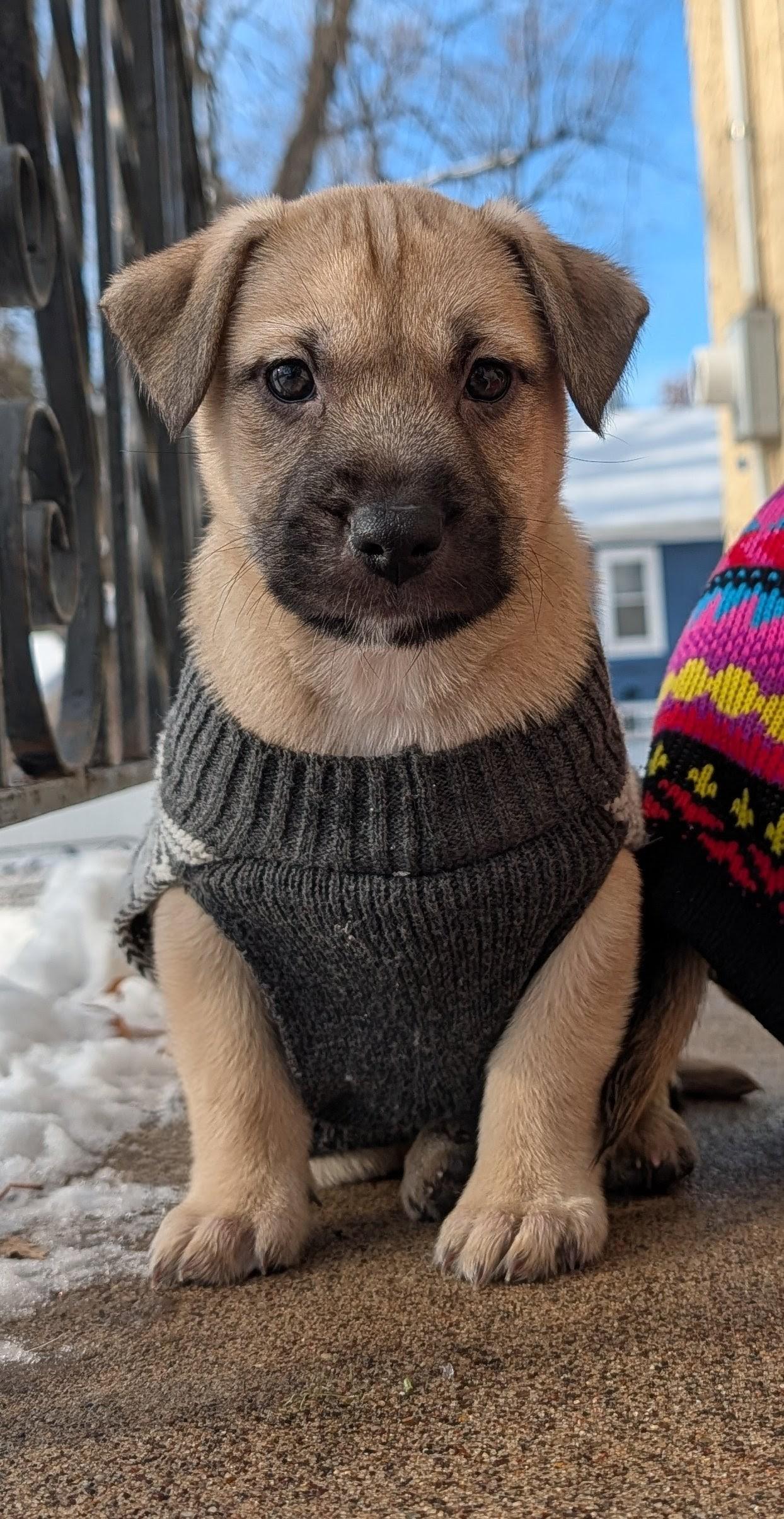 Enlarge Sparky, an adoptable mixed breed in Minneapolis, MN image 3/6