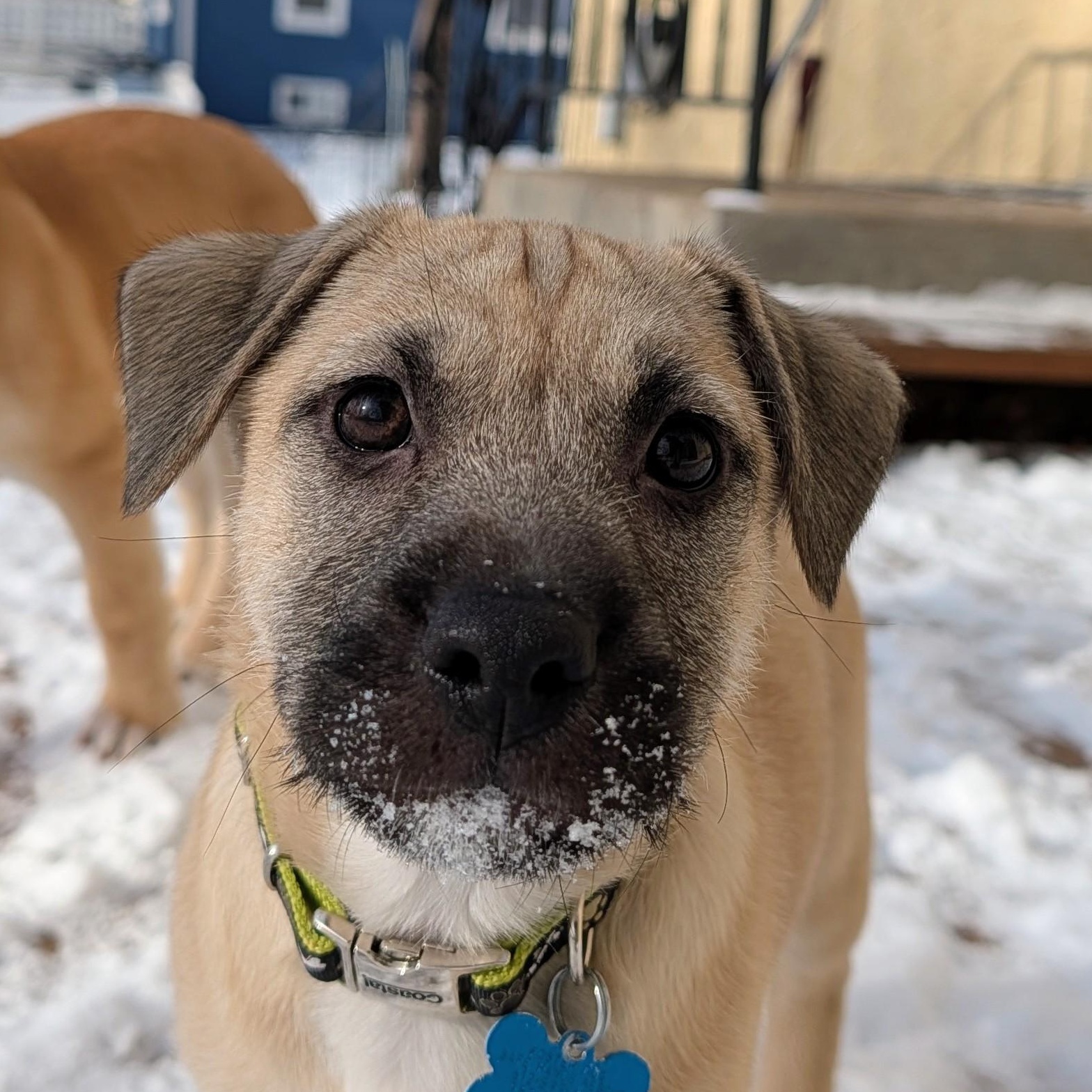 Sparky, adoptable, Puppy Male Terrier & Retriever.