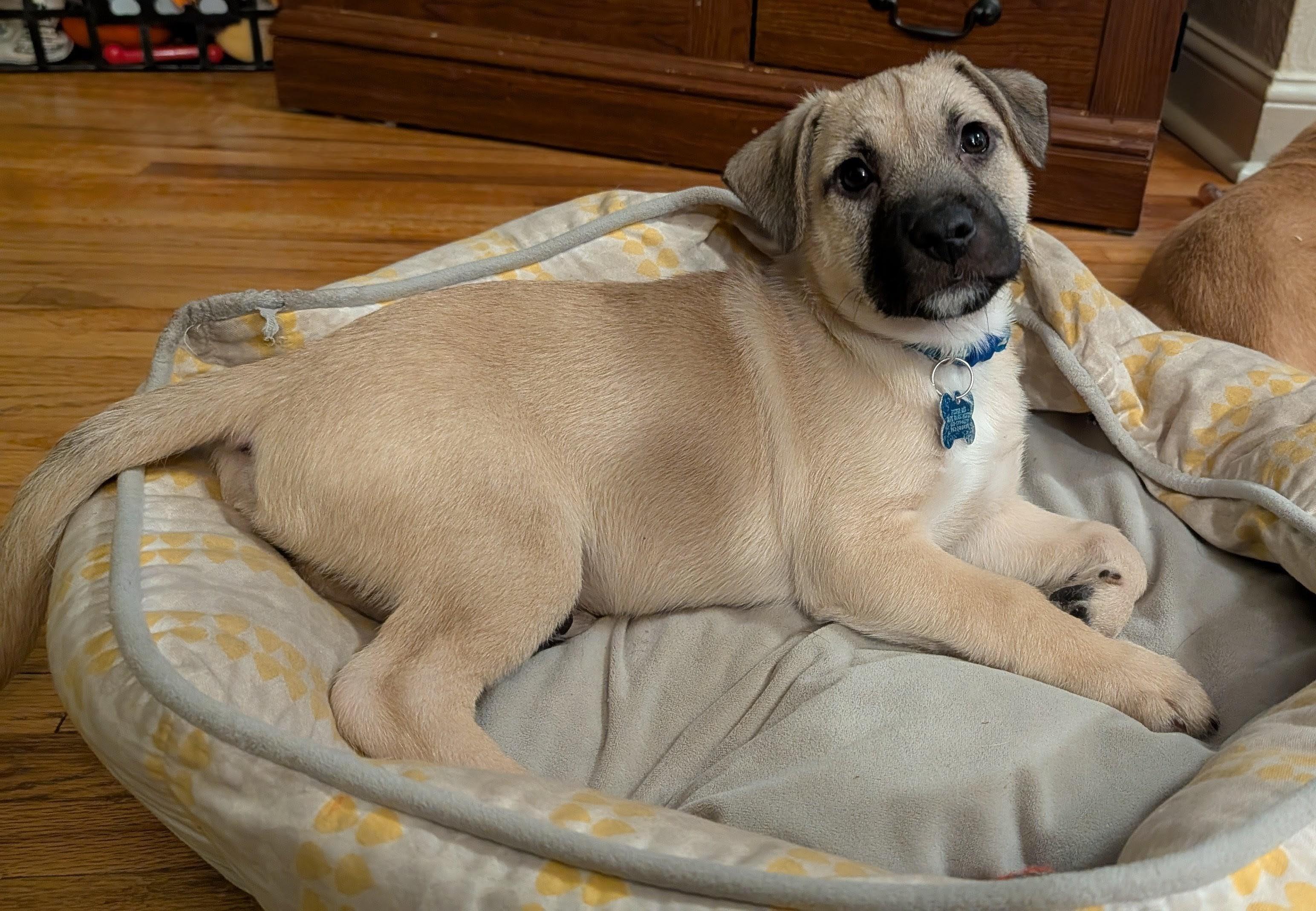 Sparky, an adoptable mixed breed in Minneapolis, MN image 3/6