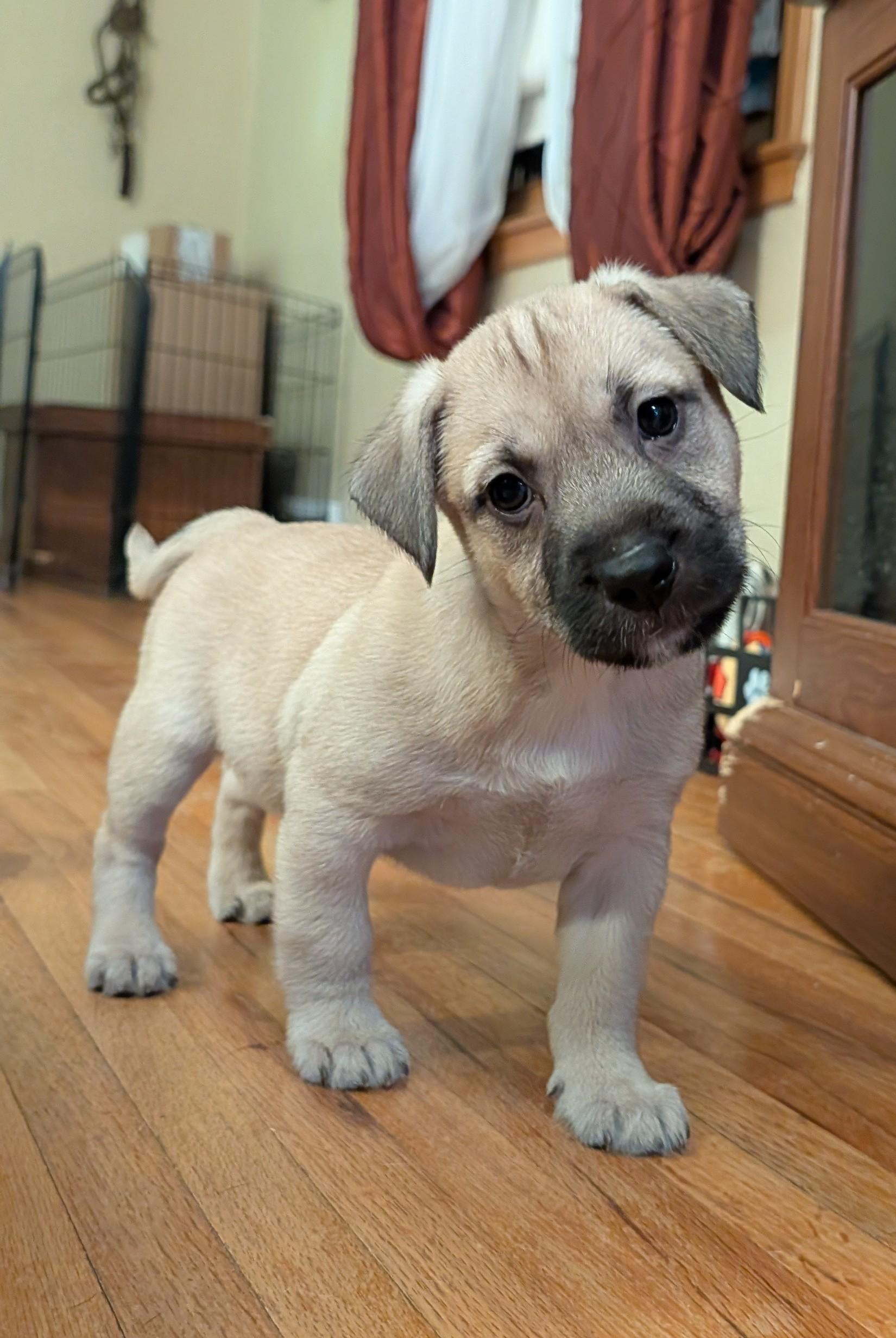 Sparky, adoptable, Puppy Male Terrier & Retriever.