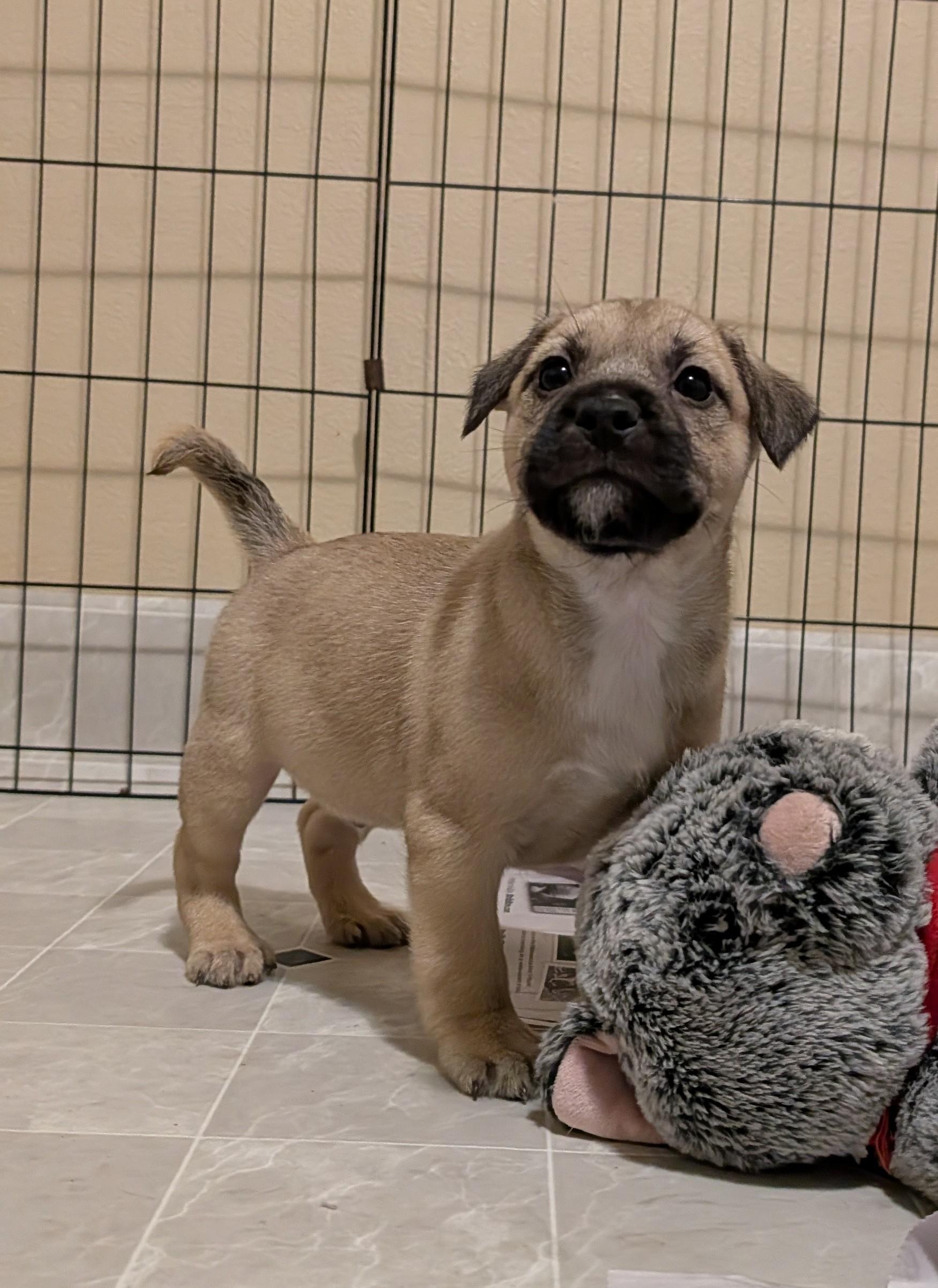 Enlarge Sparky, an adoptable mixed breed in Minneapolis, MN image 5/6