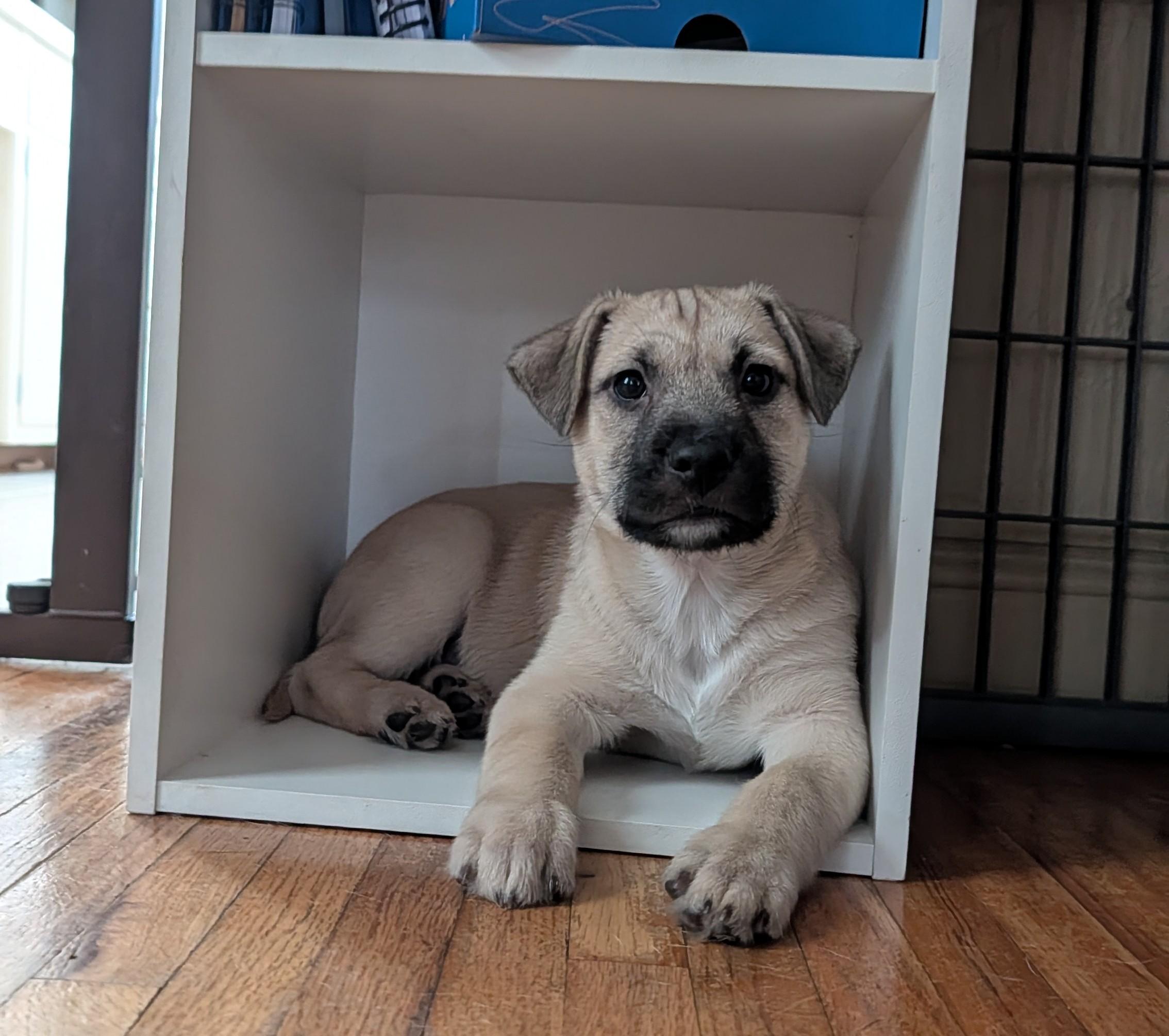 Sparky, an adoptable mixed breed in Minneapolis, MN image 1/6
