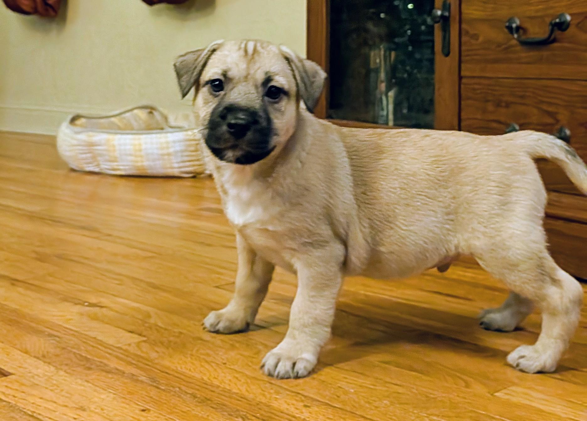 Enlarge Sparky, an adoptable mixed breed in Minneapolis, MN image 6/6