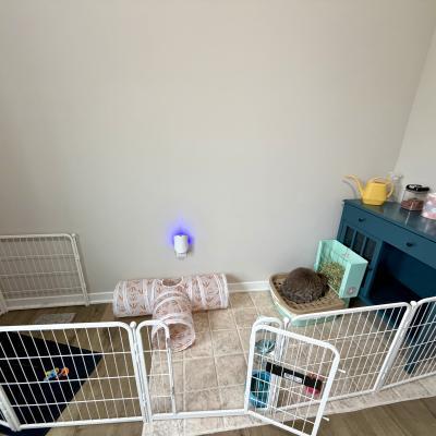 Enlarge Mr. Herbert, a Adoptable Mini Lop in Kalamazoo, MI image 1/5