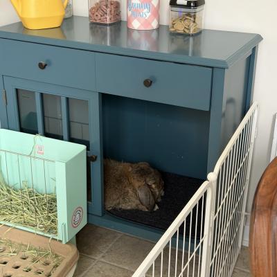Enlarge Mr. Herbert, a Adoptable Mini Lop in Kalamazoo, MI image 2/5