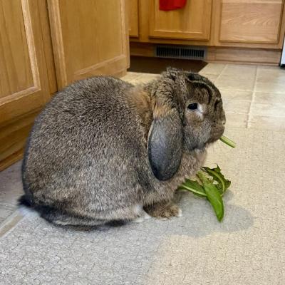 Enlarge Mr. Herbert, a Adoptable Mini Lop in Kalamazoo, MI image 3/5