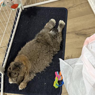 Enlarge Mr. Herbert, a Adoptable Mini Lop in Kalamazoo, MI image 4/5