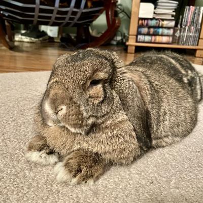 Enlarge Mr. Herbert, a Adoptable Mini Lop in Kalamazoo, MI image 5/5