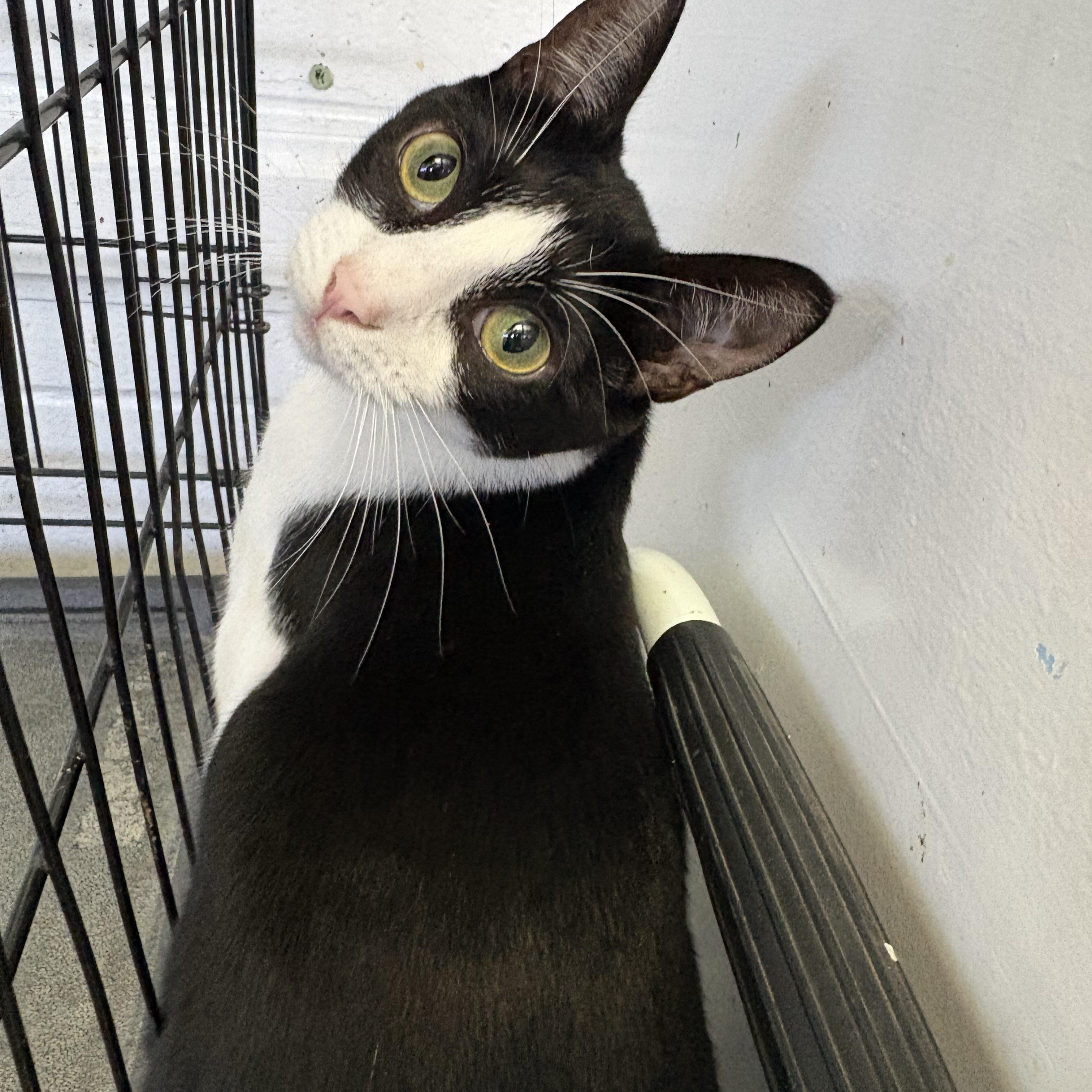 Linzer Tart, Adoptable, Kitten Female Domestic Short Hair.