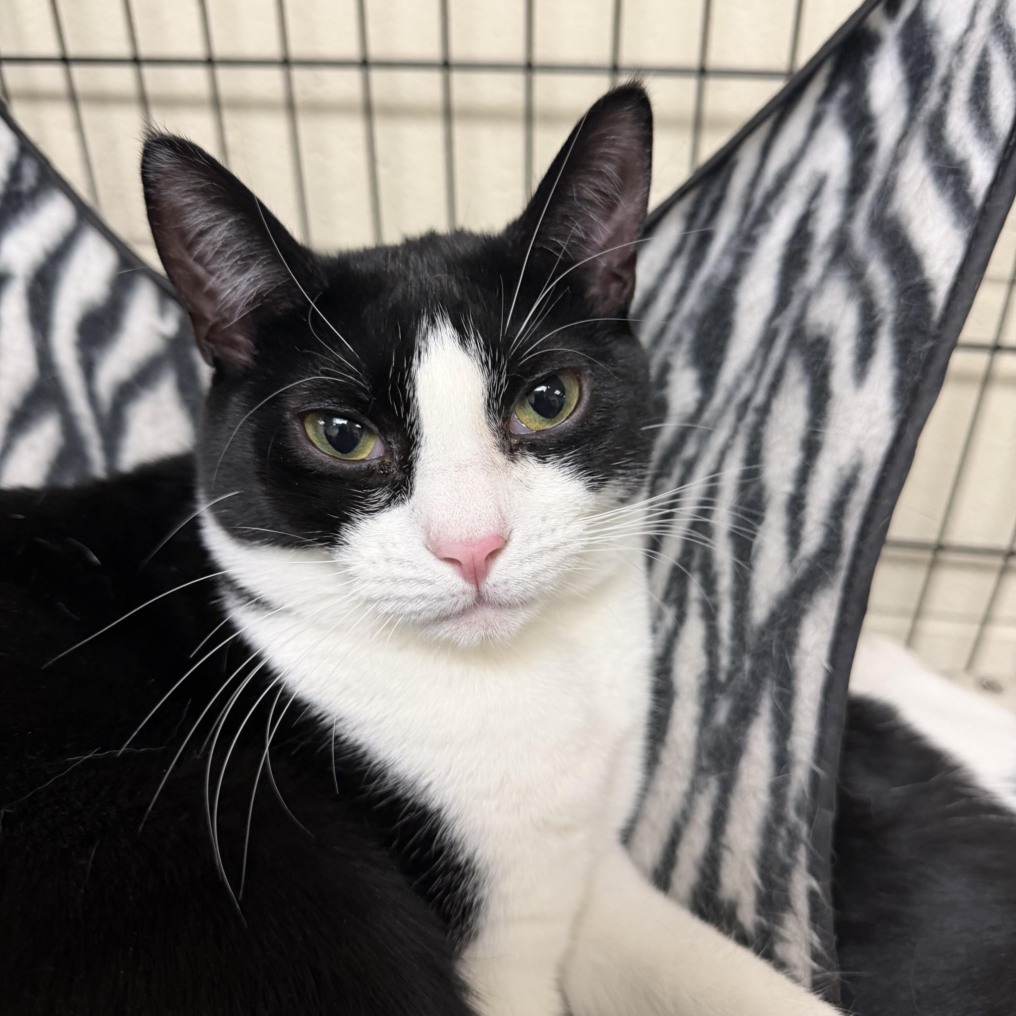 Linzer Tart, Adoptable, Kitten Female Domestic Short Hair.