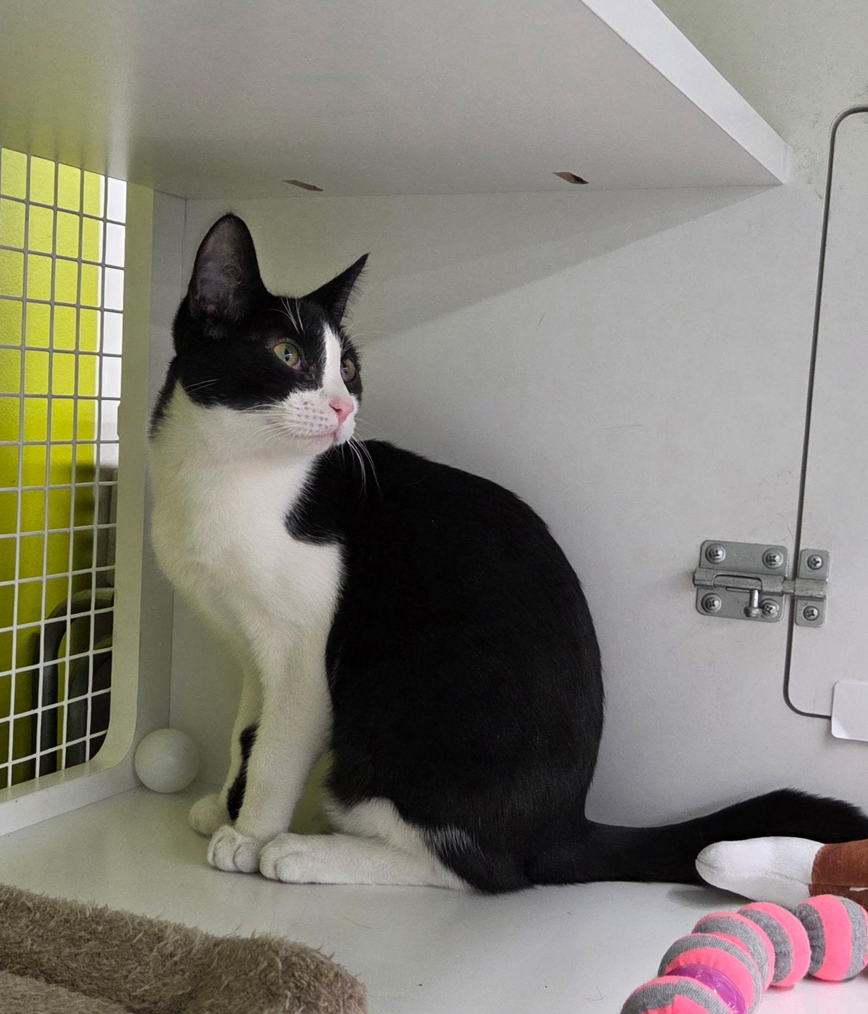 Linzer, a Adoptable Domestic Short Hair in Plainview, NY image 2/5