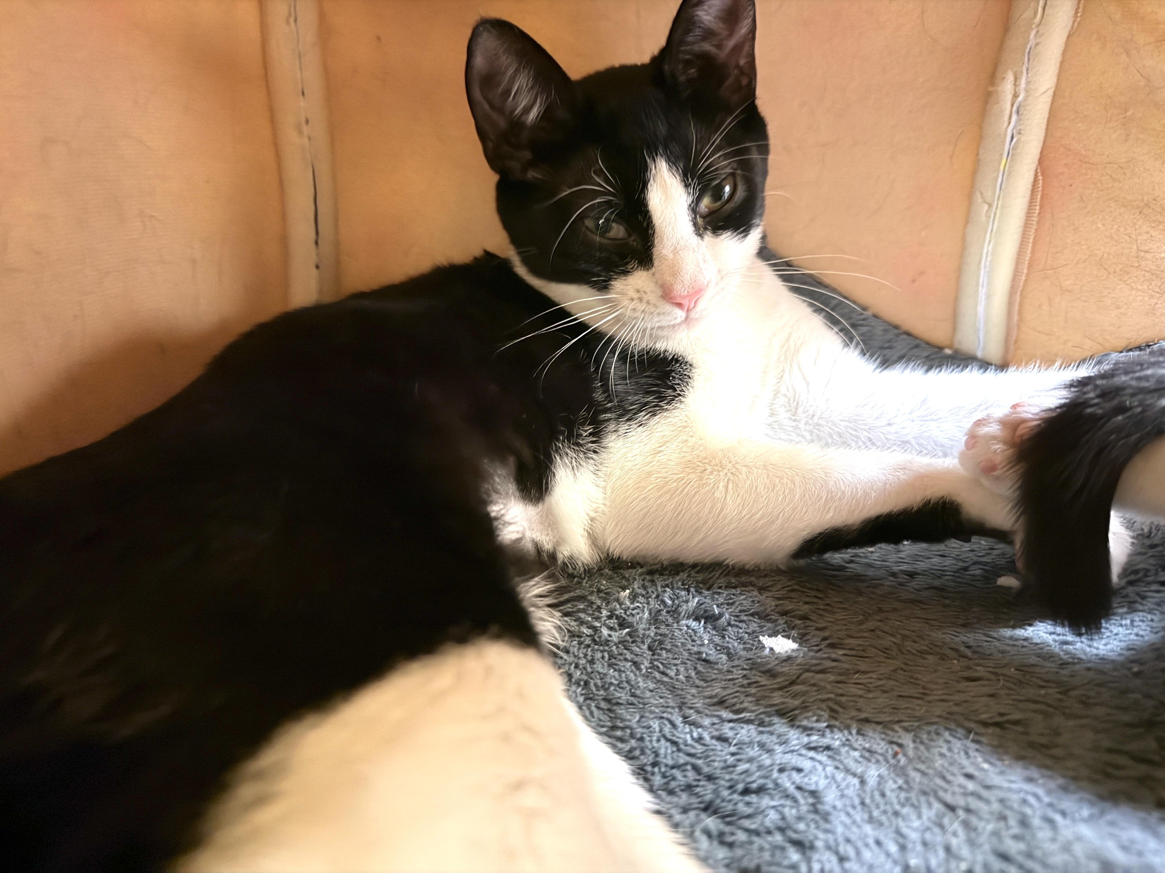 Linzer, Adoptable, Kitten Female Domestic Short Hair.